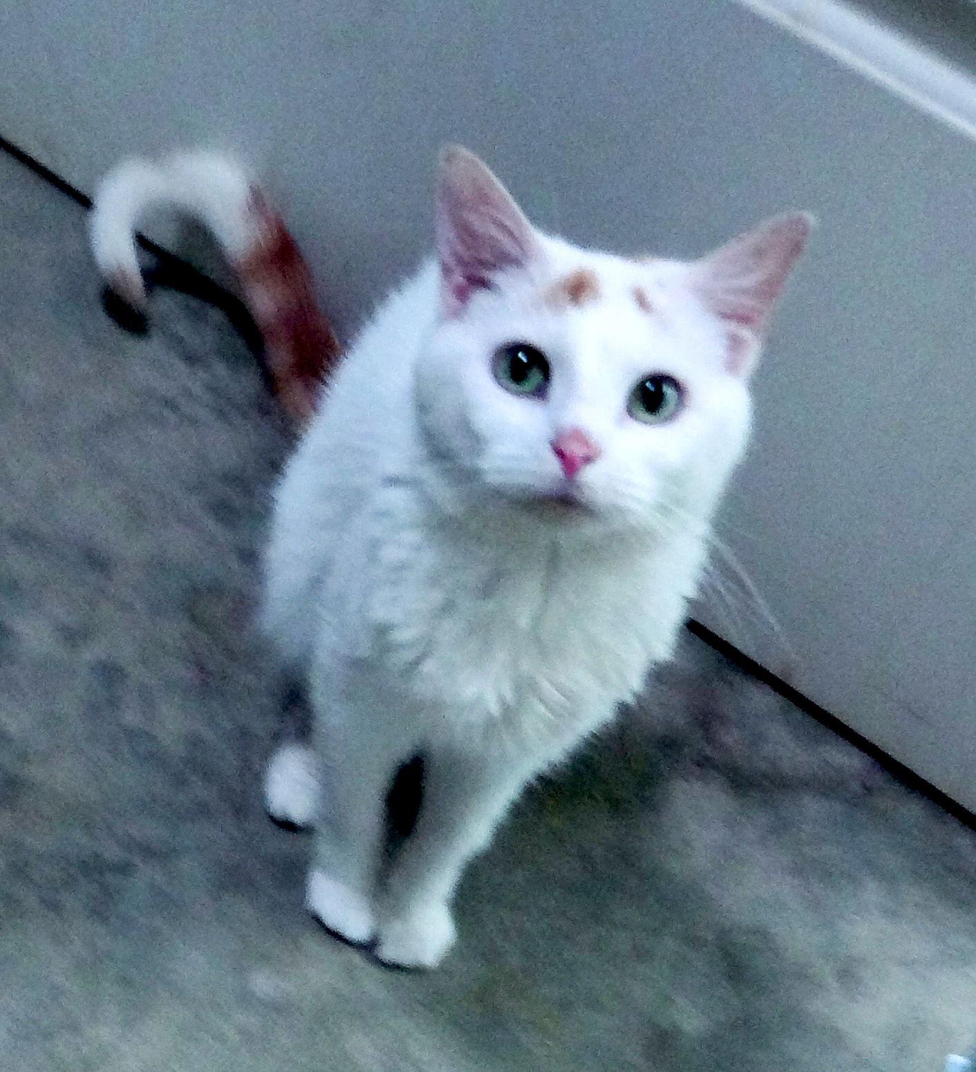 Abby, Adoptable, Adult Female Domestic Short Hair & Domestic Medium Hair.