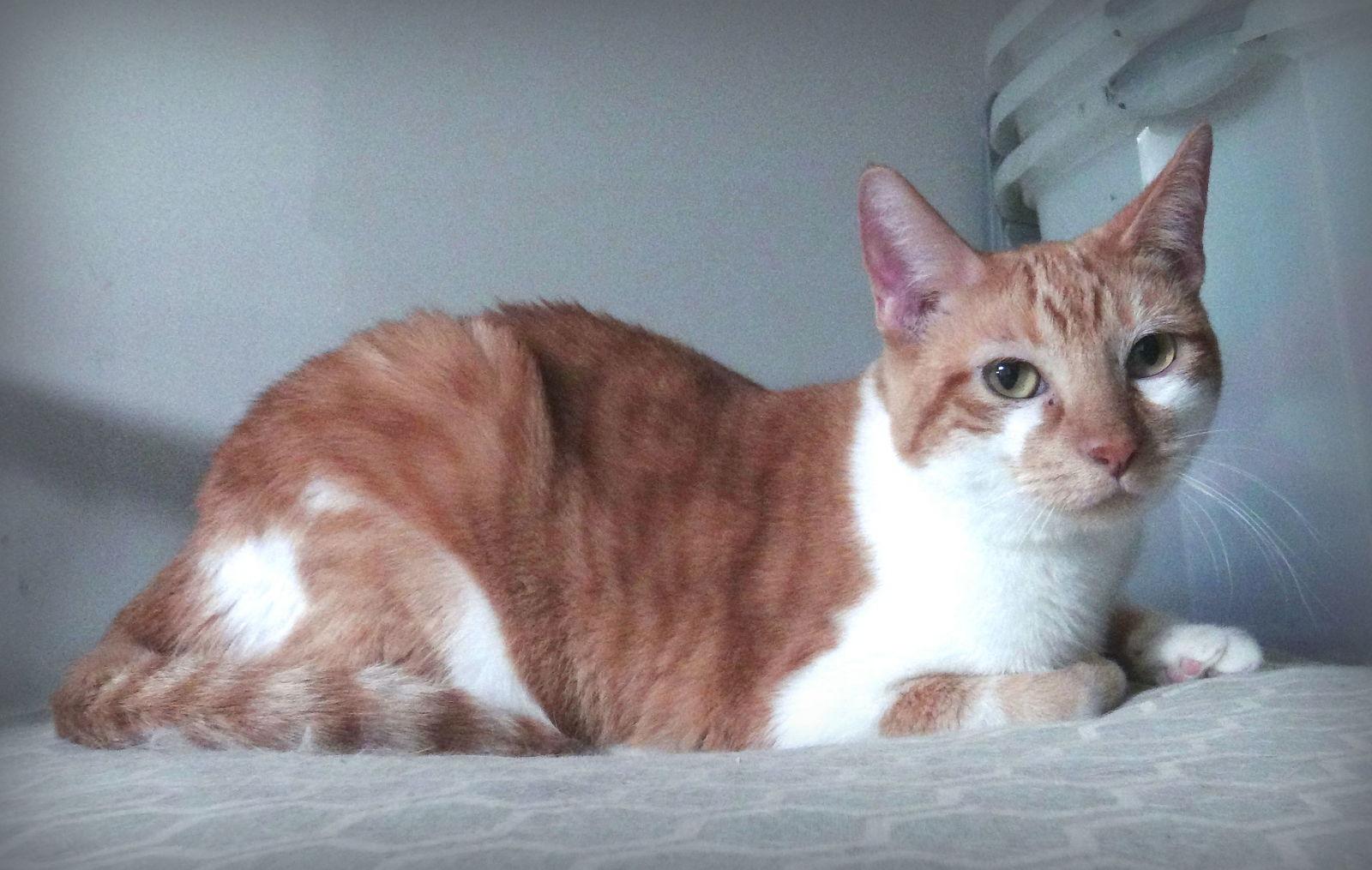 Abby, Adoptable, Adult Female Domestic Short Hair & Domestic Medium Hair.