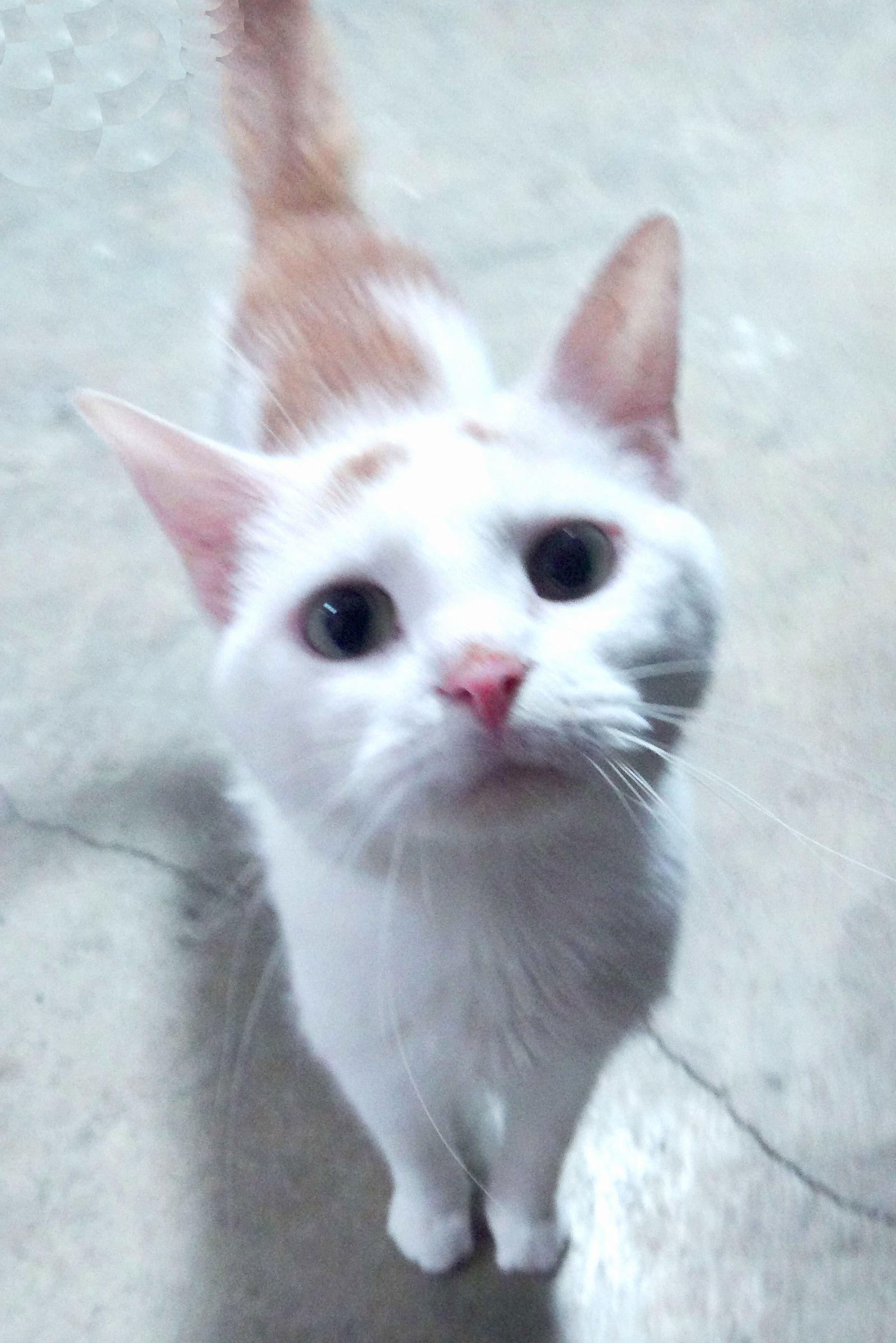 Enlarge Abby, a Adoptable mixed breed in Holly Springs, MS image 2/2