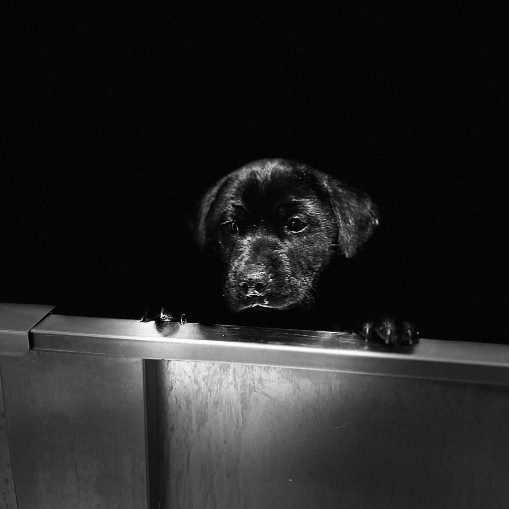 Enlarge Dusty, a Adoptable mixed breed in Fishkill , NY image 1/4