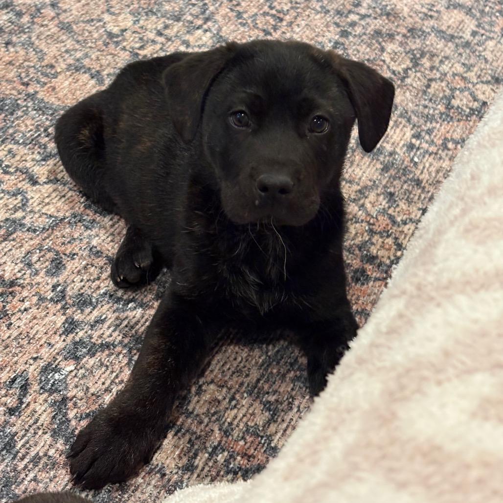 Enlarge Dusty, a Adoptable mixed breed in Fishkill , NY image 2/4