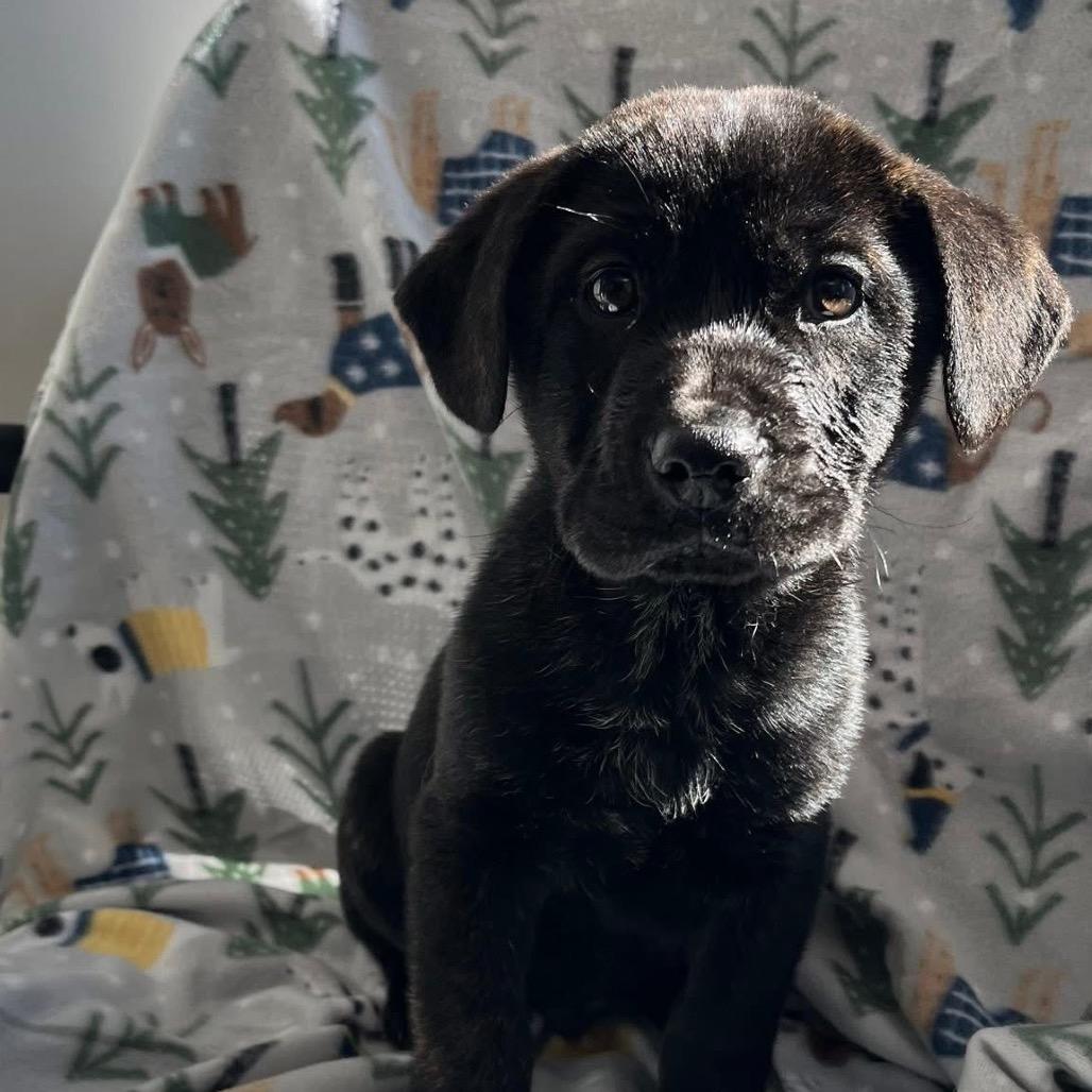 Enlarge Dusty, a Adoptable mixed breed in Fishkill , NY image 3/4