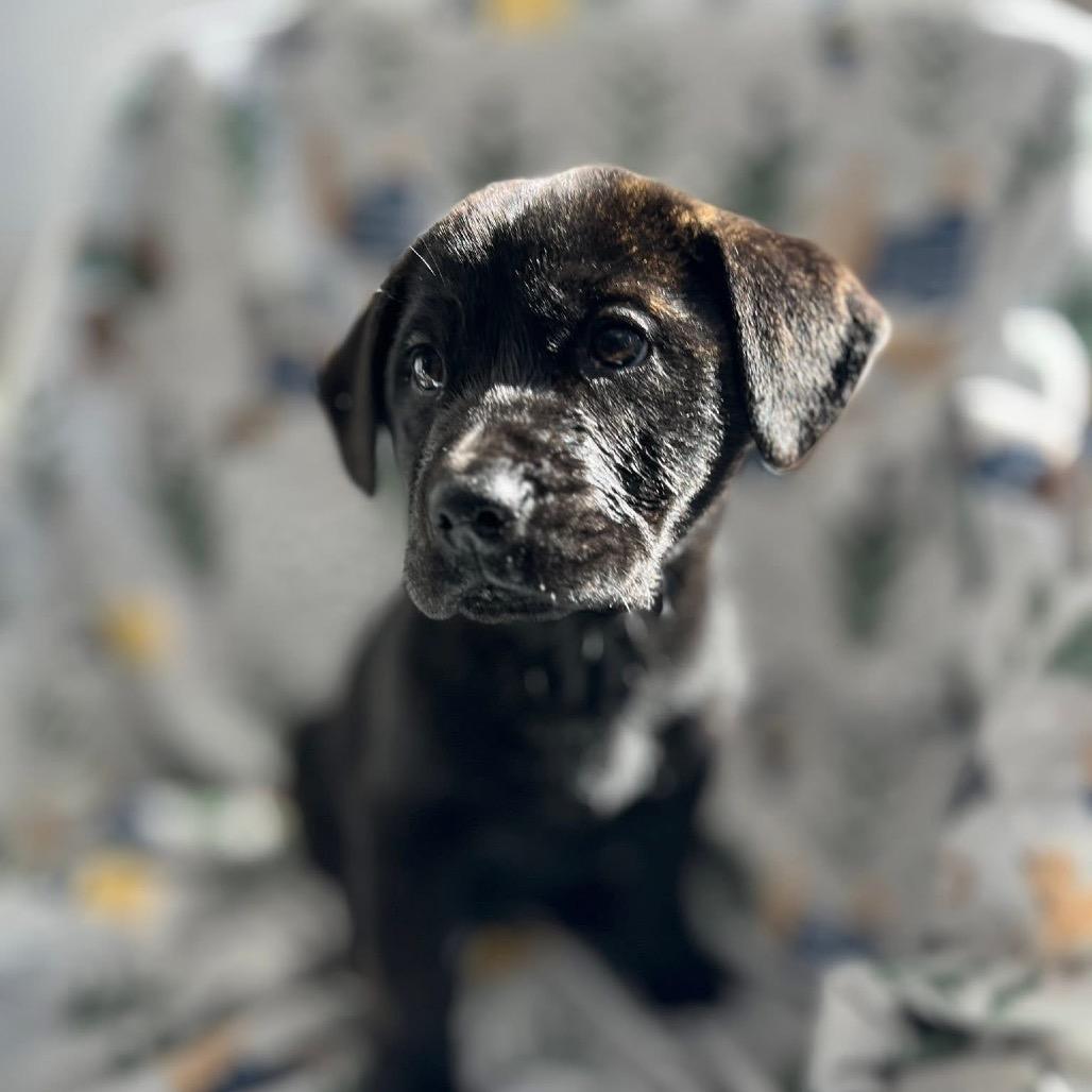 Enlarge Dusty, a Adoptable mixed breed in Fishkill , NY image 4/4