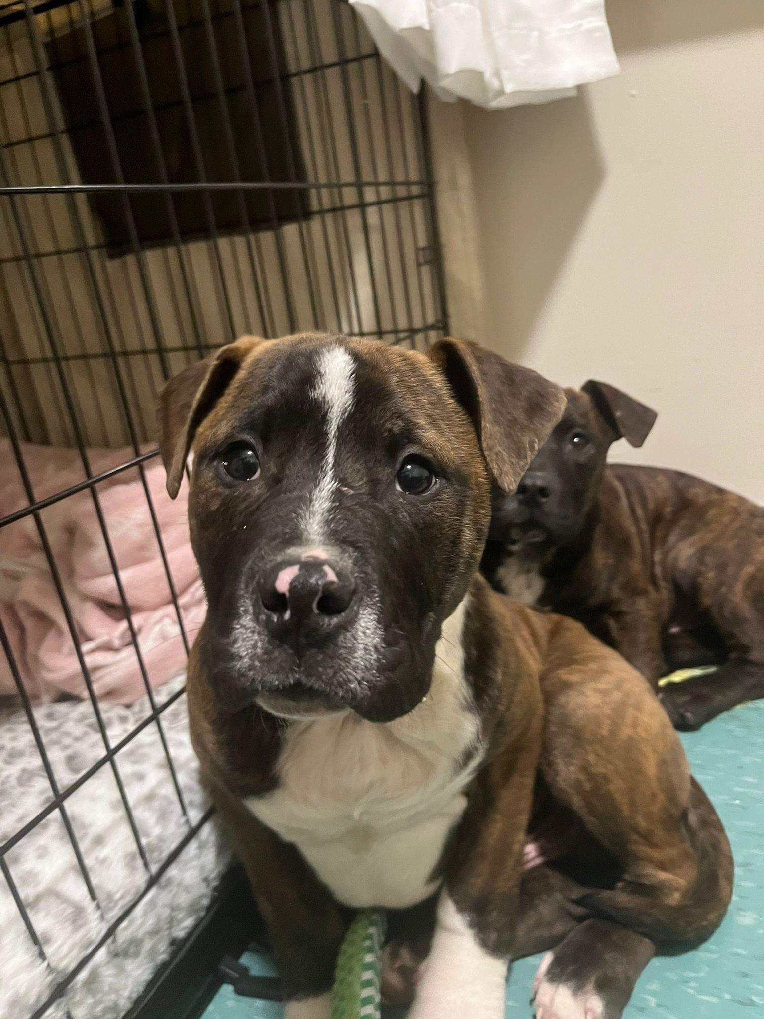 Enlarge Bowie, an adopted mixed breed in Oakville, ON image 1/1