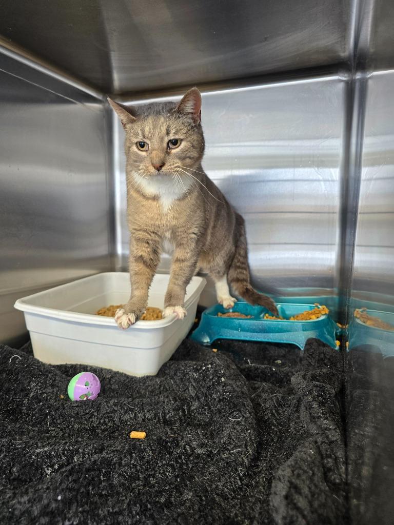 Misty, Adoptable, Adult Female Domestic Short Hair.