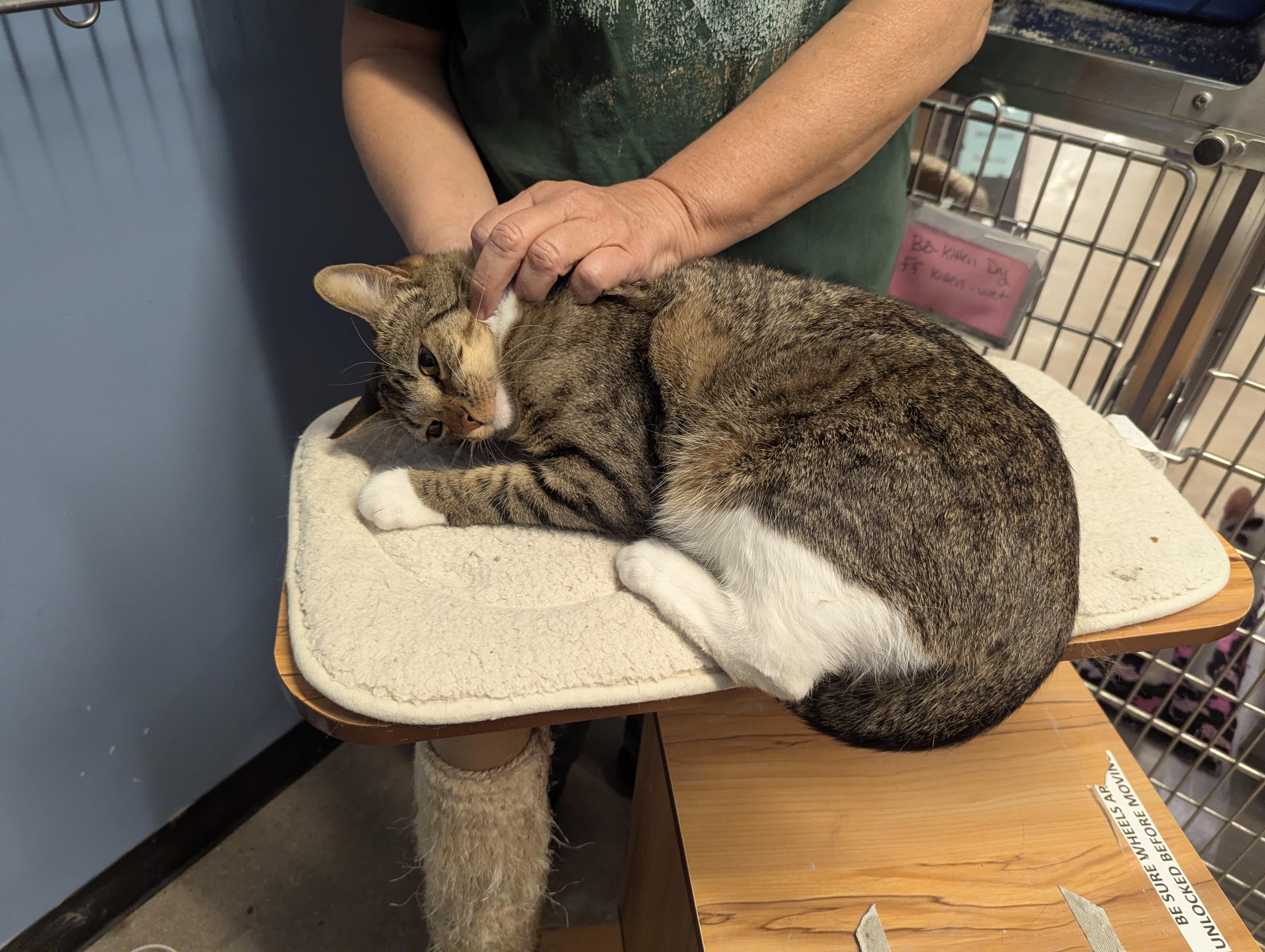Enlarge Pumpkin, a ADOPTABLE Tabby in Fullerton, CA image 2/2