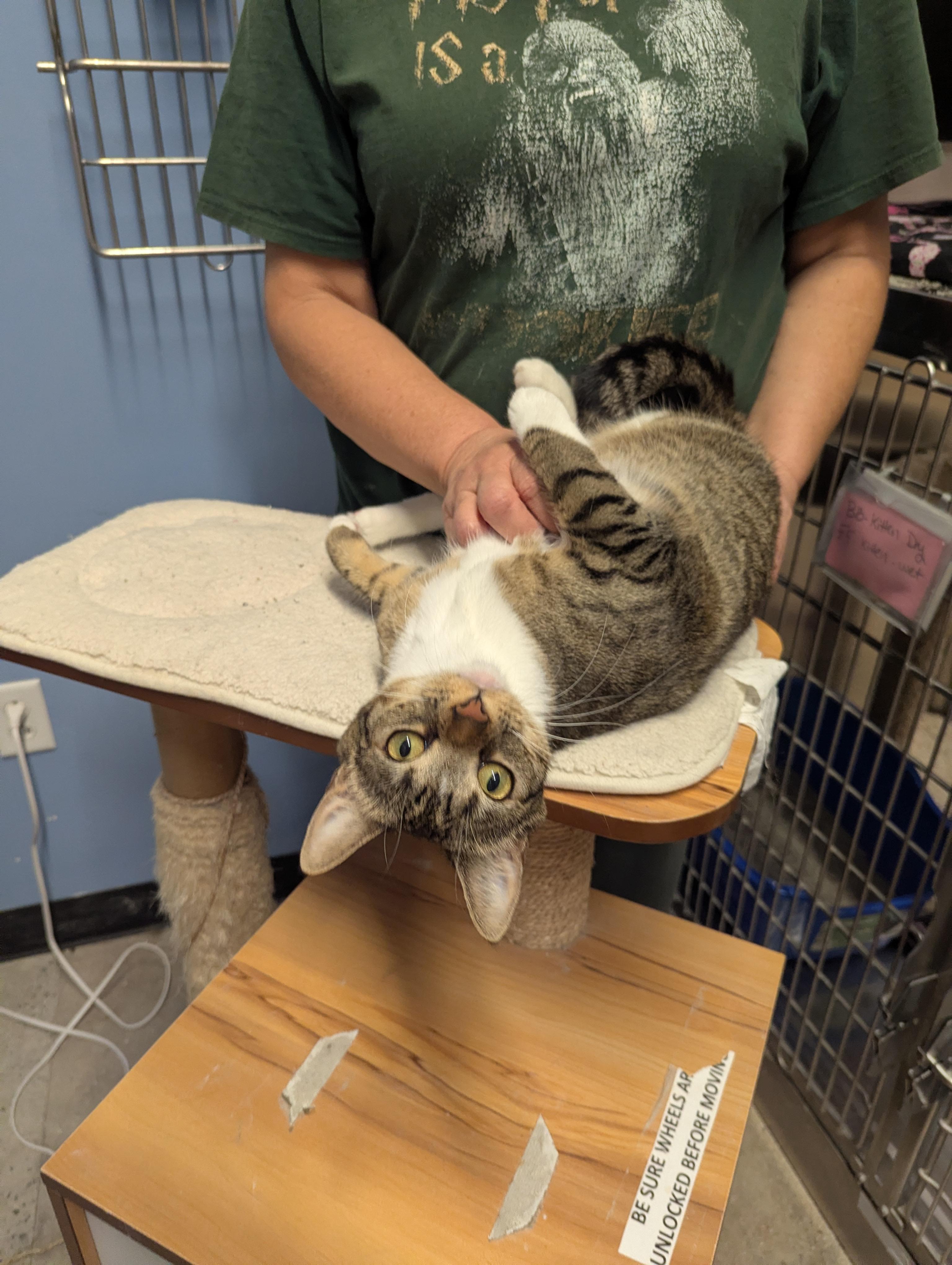 Pumpkin, ADOPTABLE, Young Female Tabby.