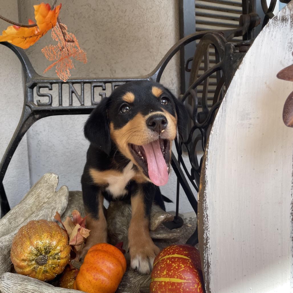 Sparky, a Adoptable mixed breed in Cordova, TN image 1/5