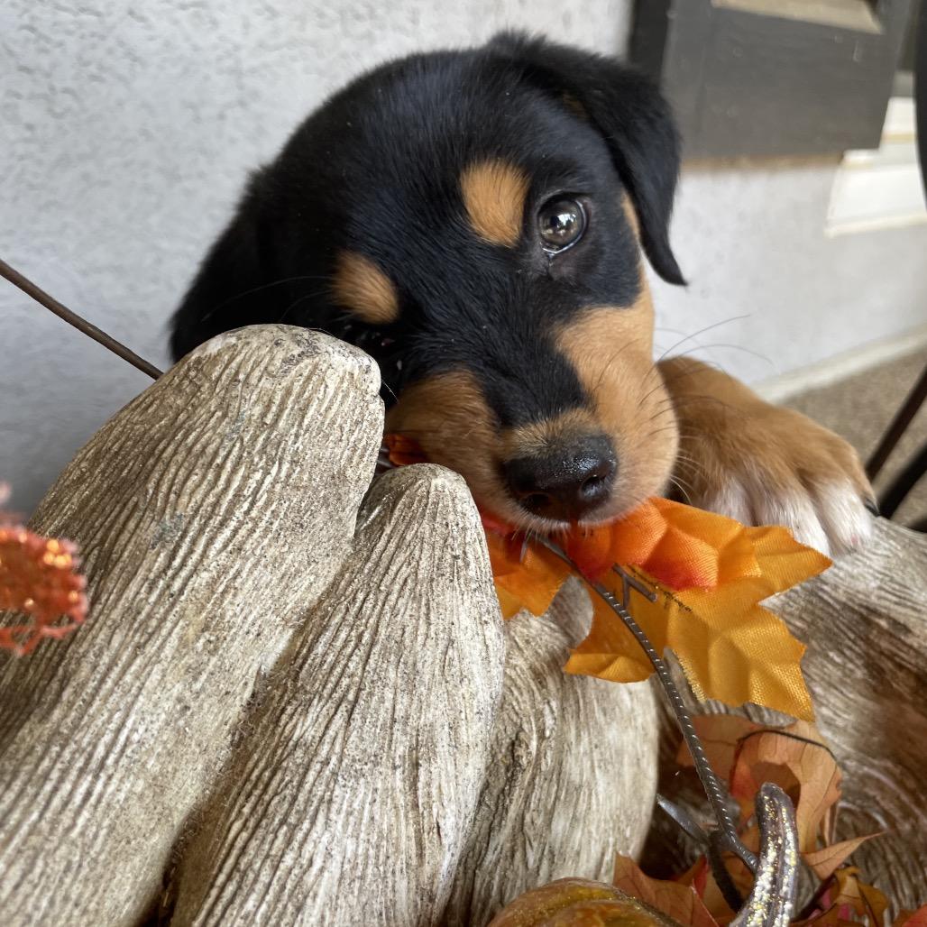 Sparky, a Adoptable mixed breed in Cordova, TN image 2/5