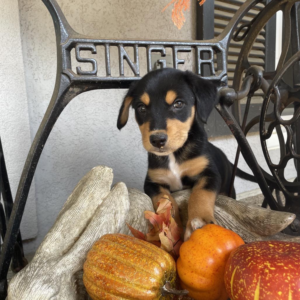 Sparky, a Adoptable mixed breed in Cordova, TN image 3/5
