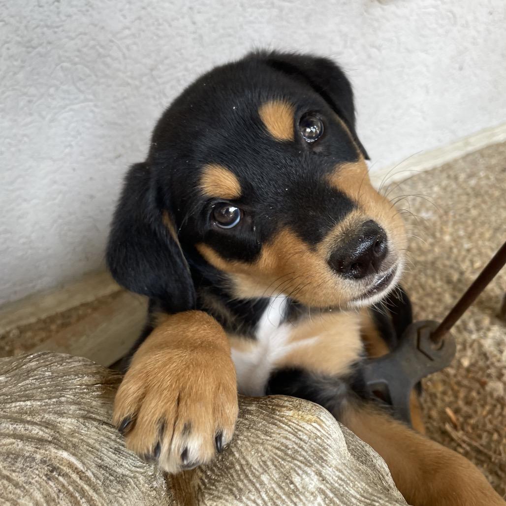 Sparky, a Adoptable mixed breed in Cordova, TN image 4/5