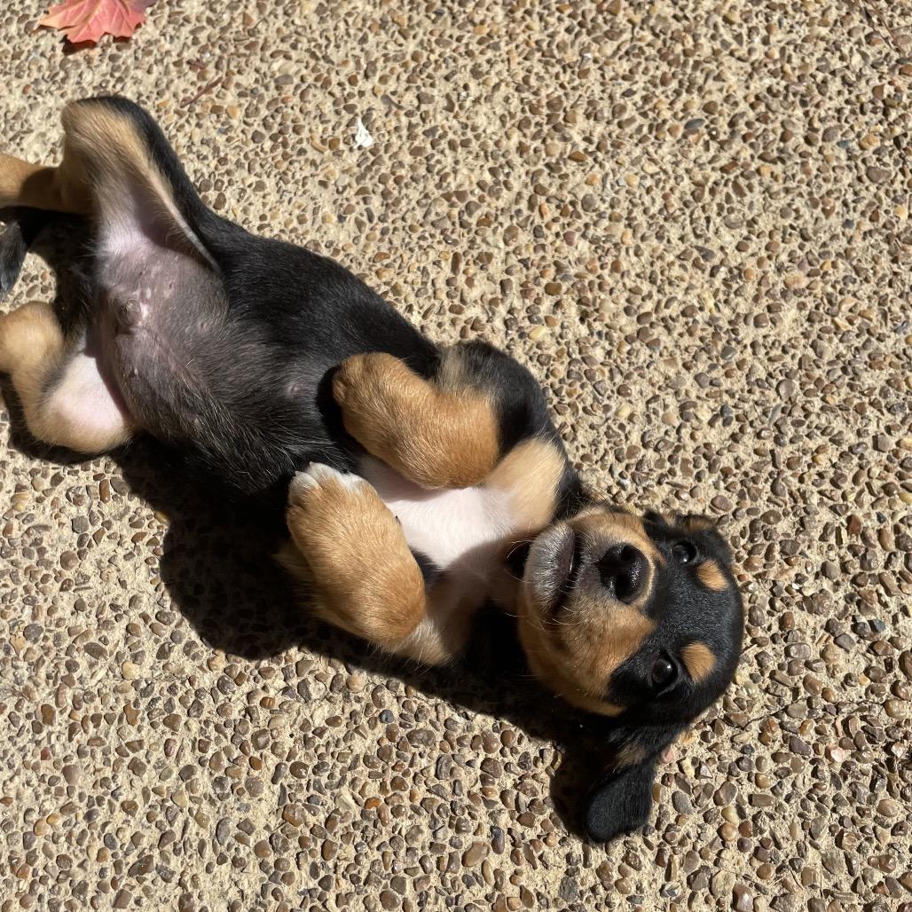 Sparky, a Adoptable mixed breed in Cordova, TN image 5/5