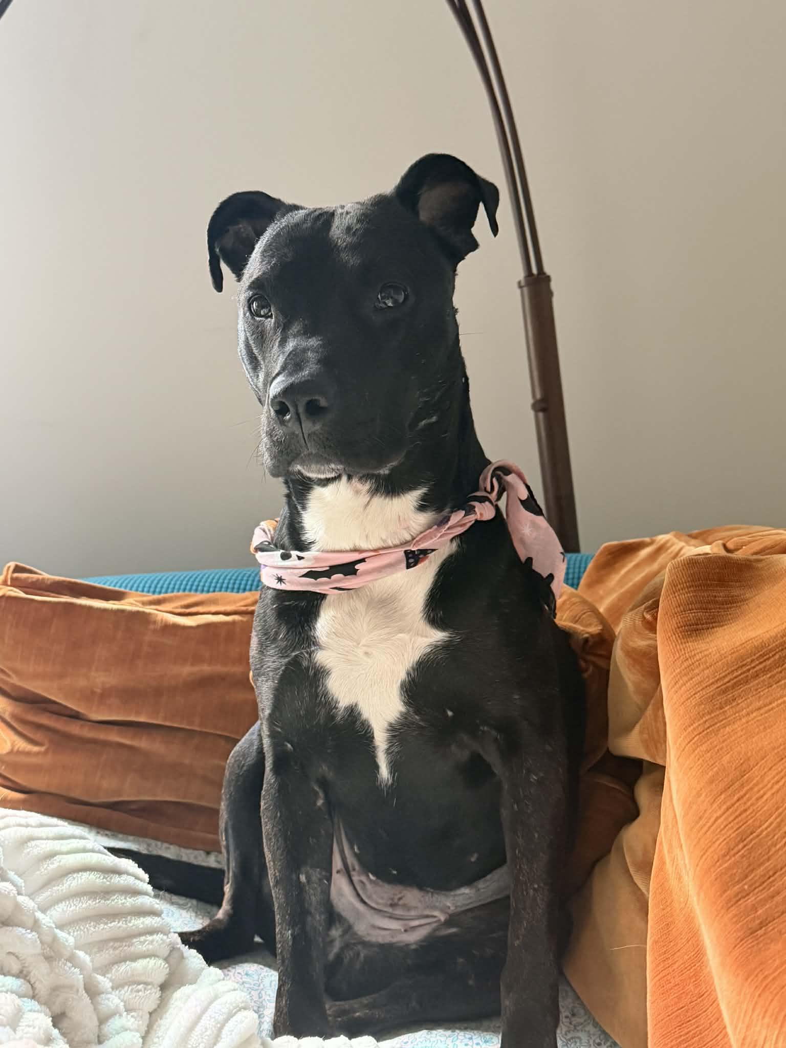 Enlarge Tabitha, an adoptable mixed breed in Muncie, IN image 3/6