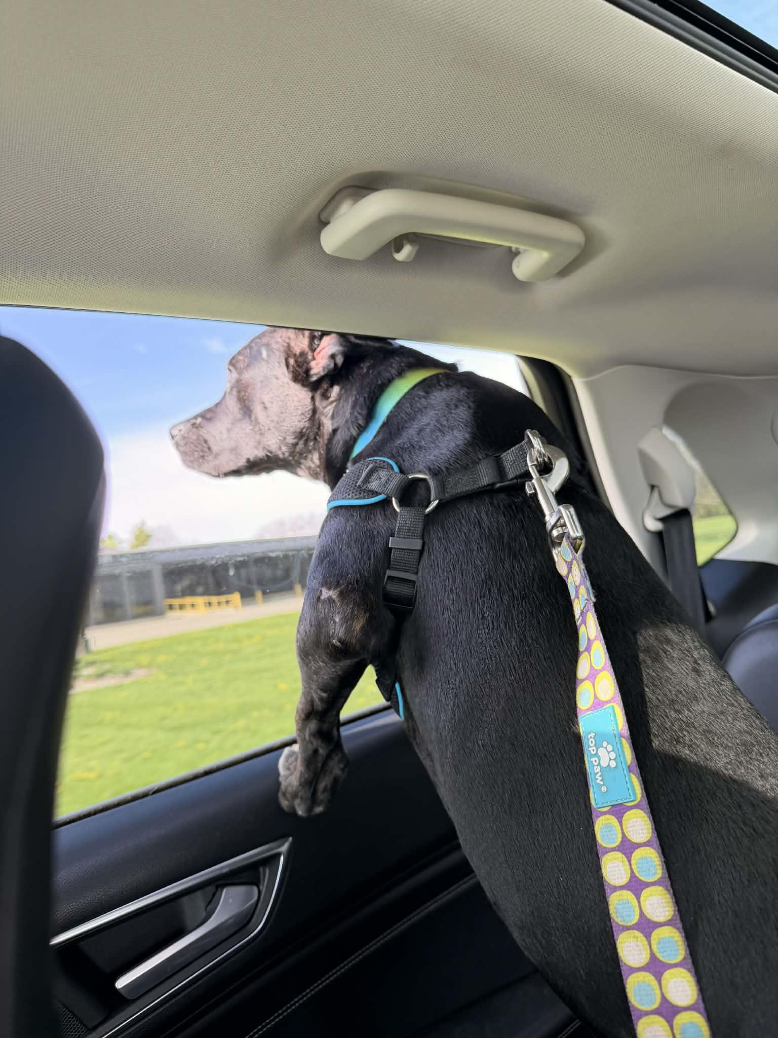 Enlarge Tabitha, an adoptable mixed breed in Muncie, IN image 4/6