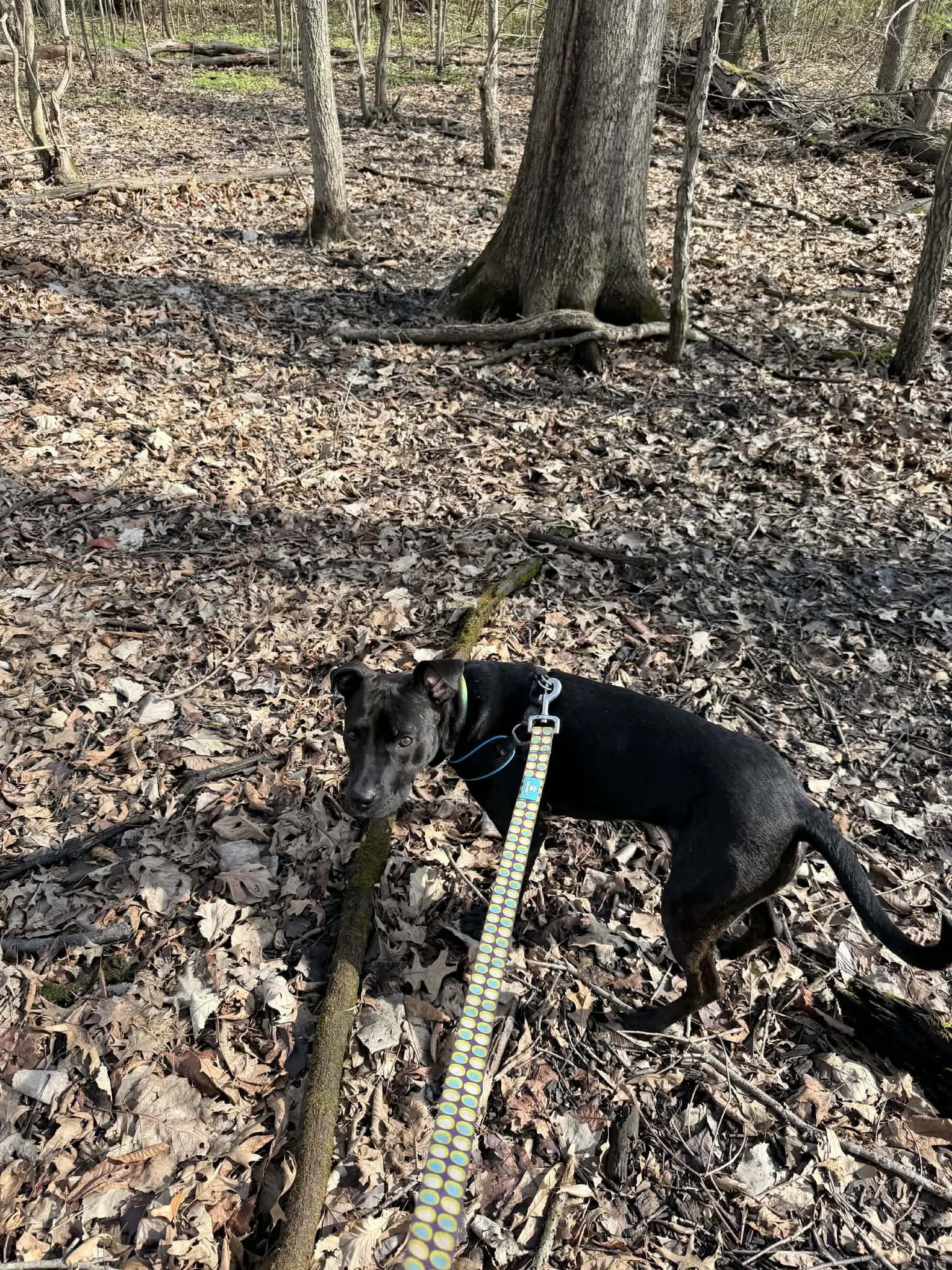 Enlarge Tabitha, an adoptable mixed breed in Muncie, IN image 2/6