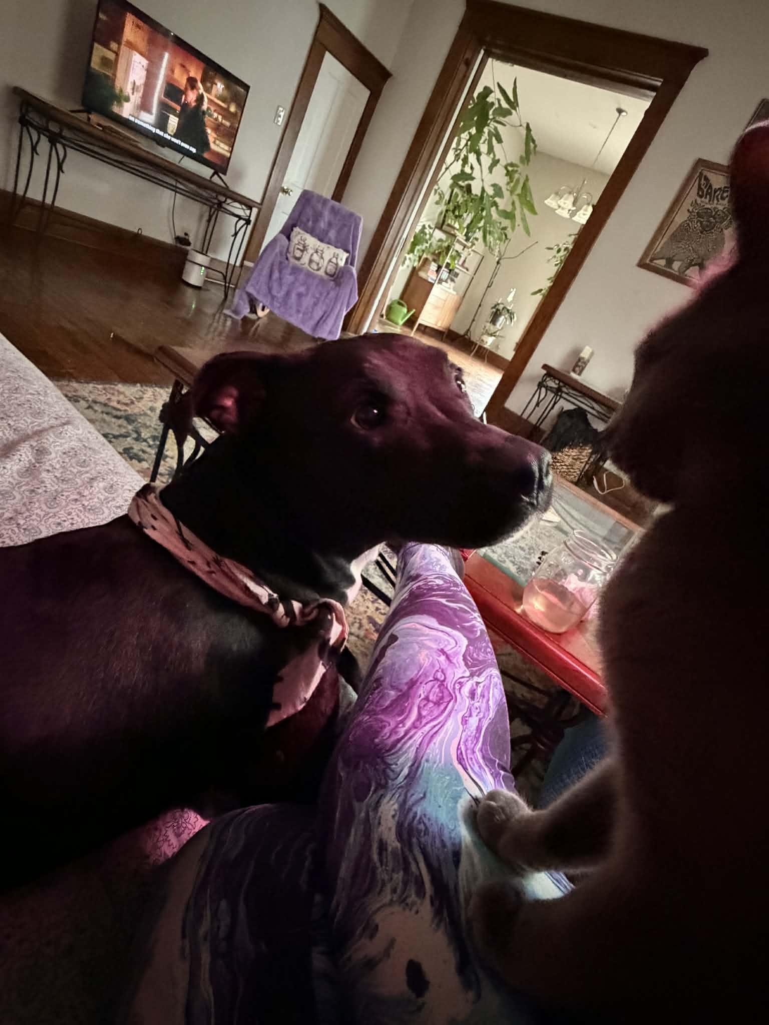 Enlarge Tabitha, an adoptable mixed breed in Muncie, IN image 6/6