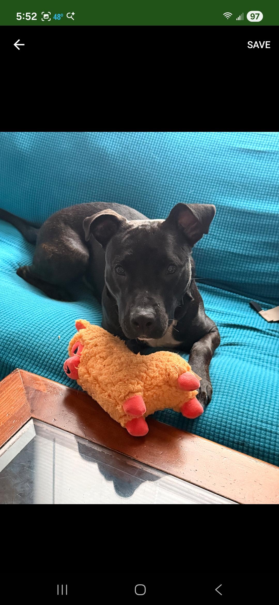 Enlarge Tabitha, an adoptable mixed breed in Muncie, IN image 1/6