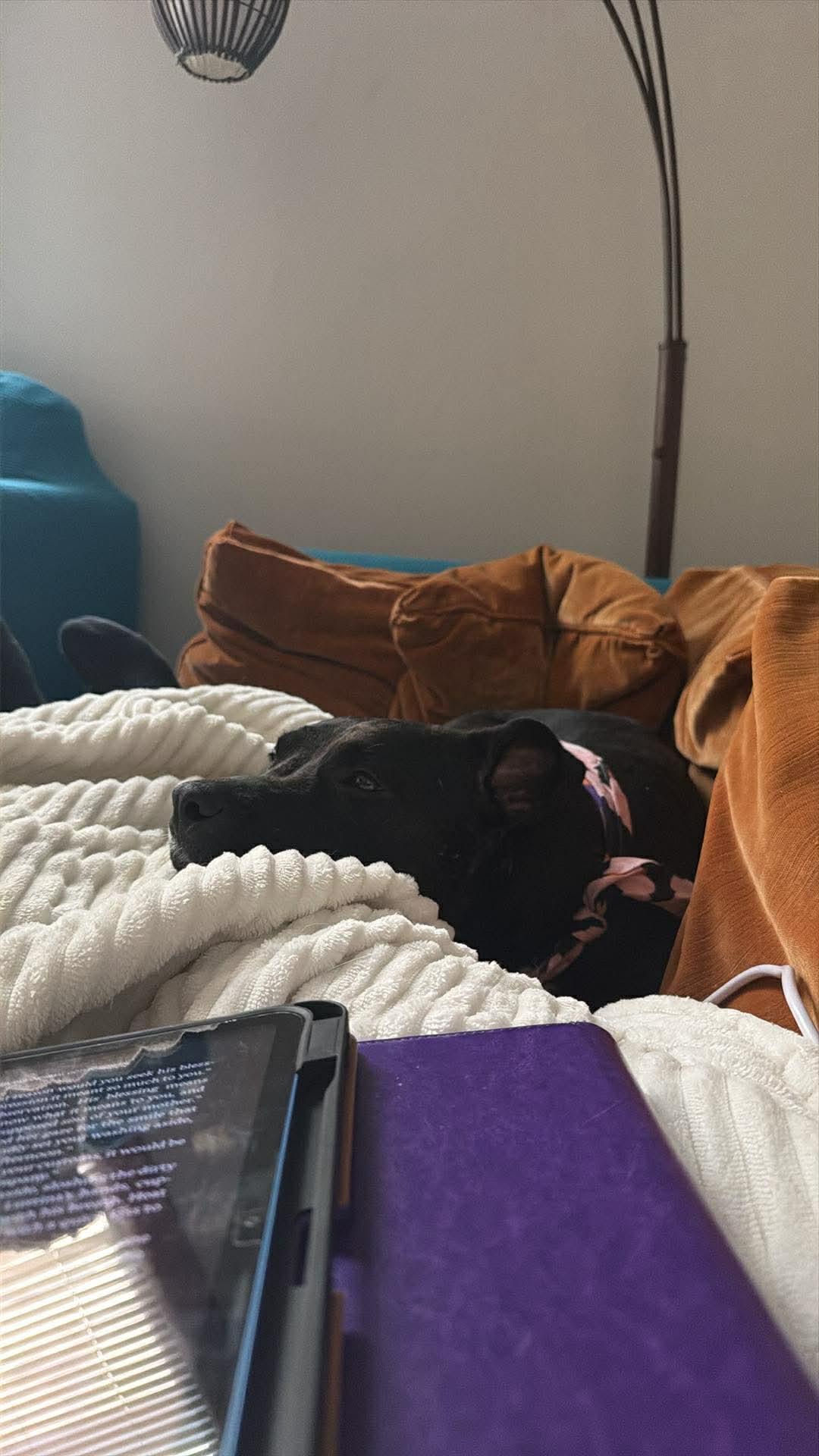 Enlarge Tabitha, an adoptable mixed breed in Muncie, IN image 5/6