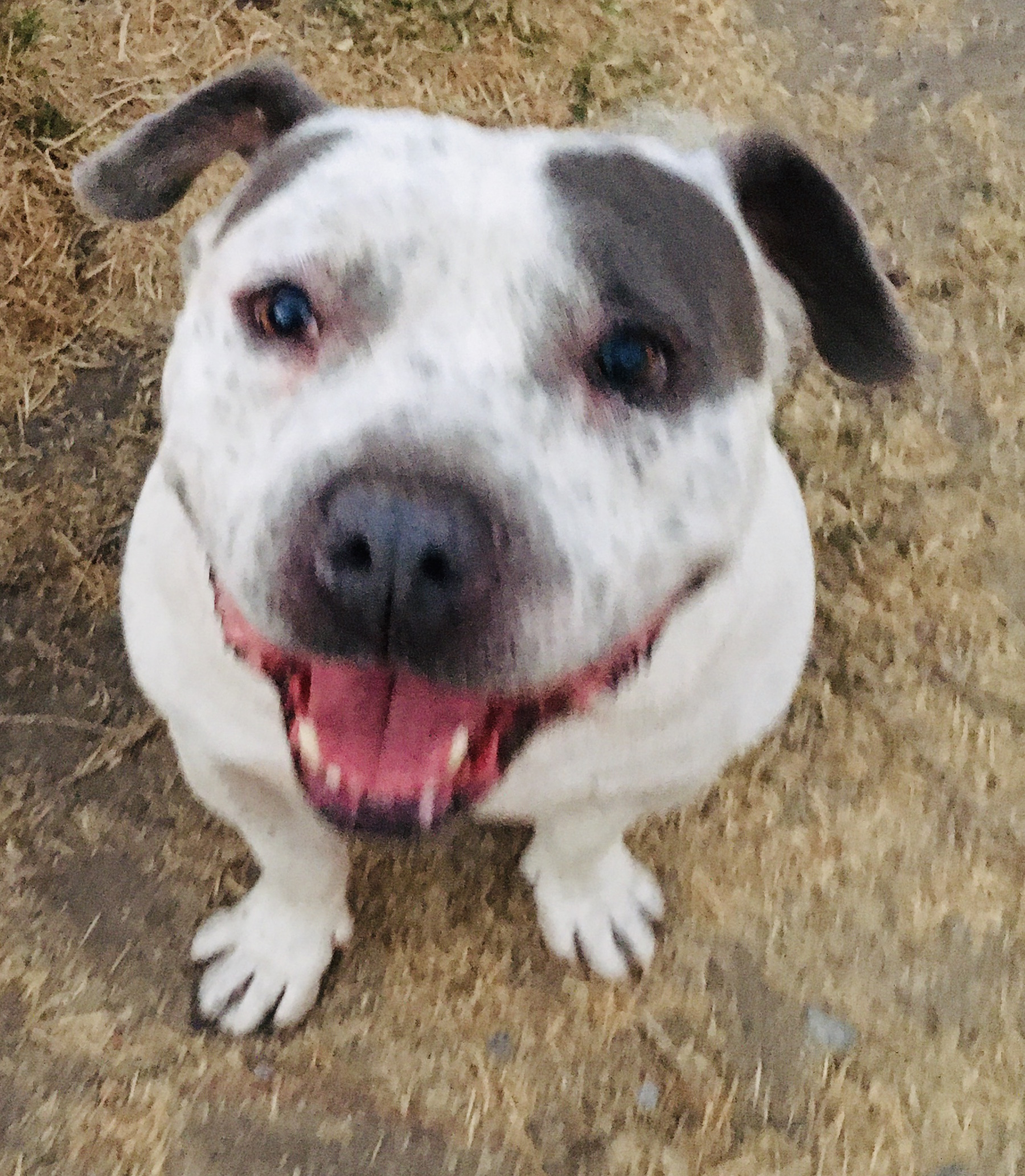 Enlarge BUBBA, a Adoptable American Bully in Pittsburg, CA image 1/3