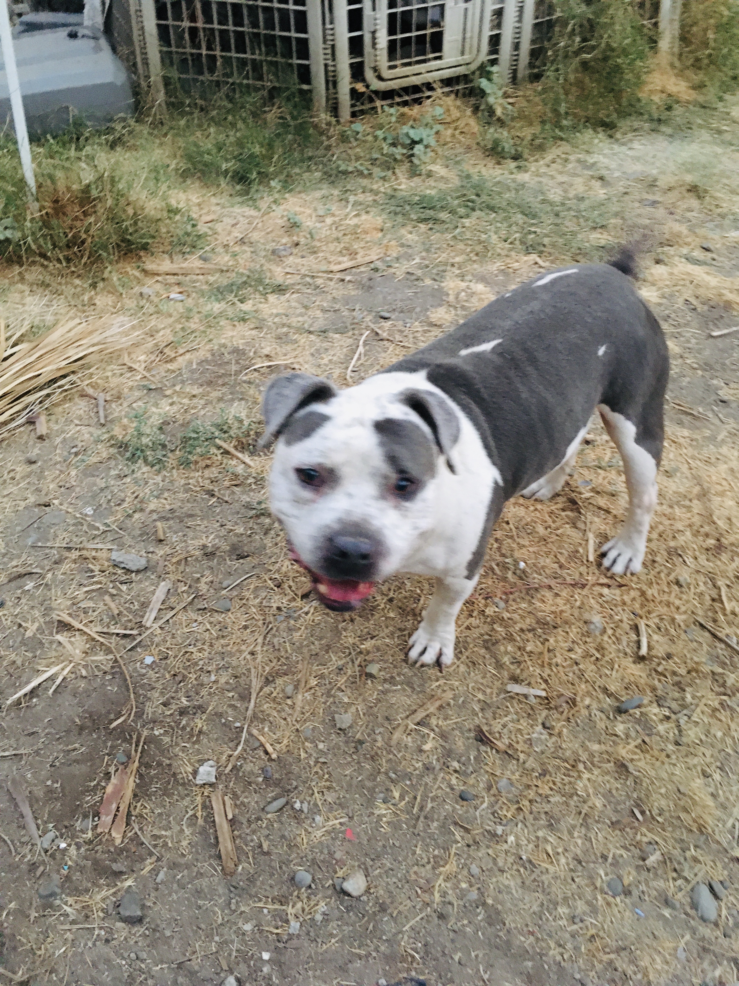 Enlarge BUBBA, a Adoptable American Bully in Pittsburg, CA image 2/3