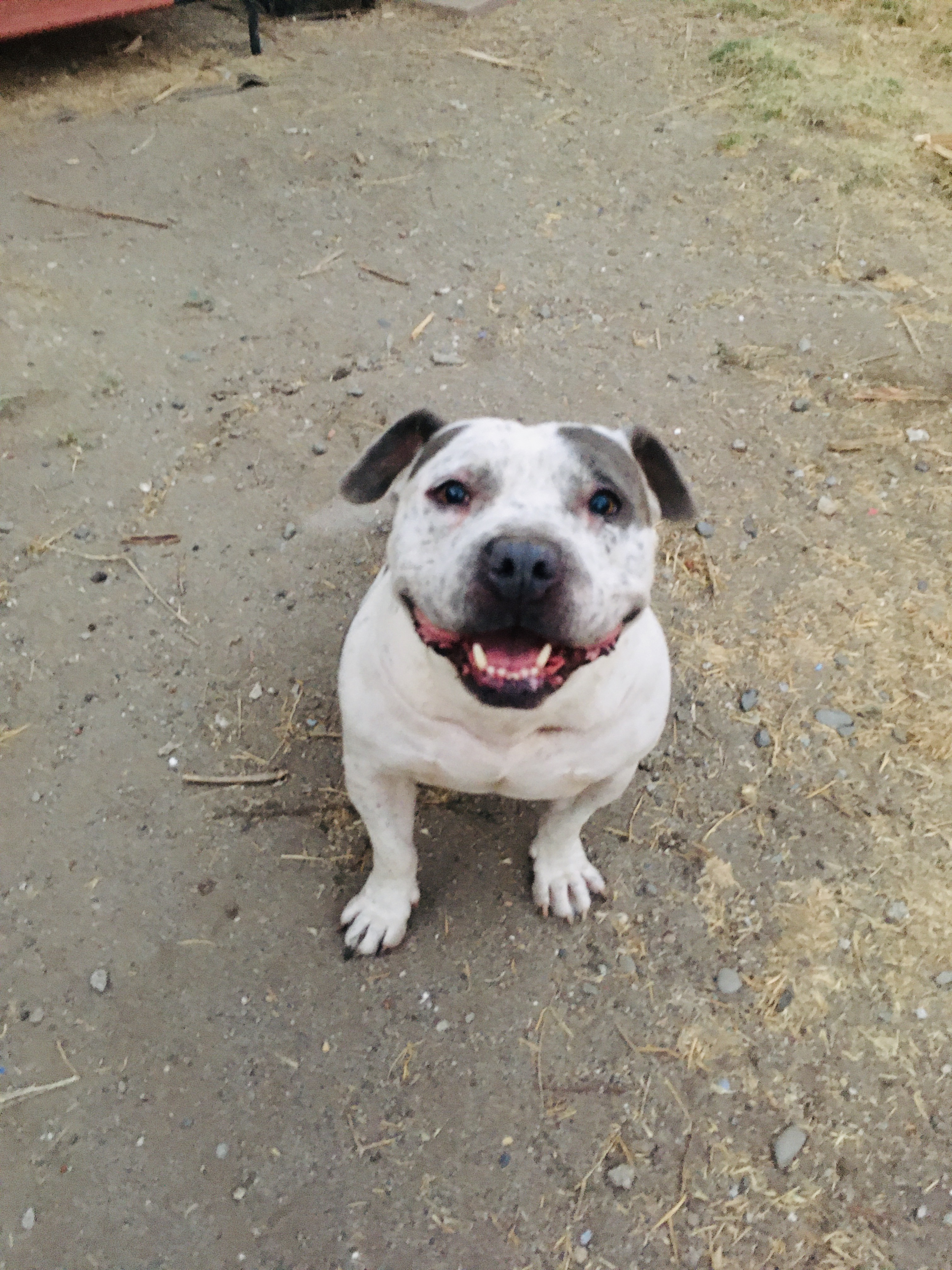 Enlarge BUBBA, a Adoptable American Bully in Pittsburg, CA image 3/3