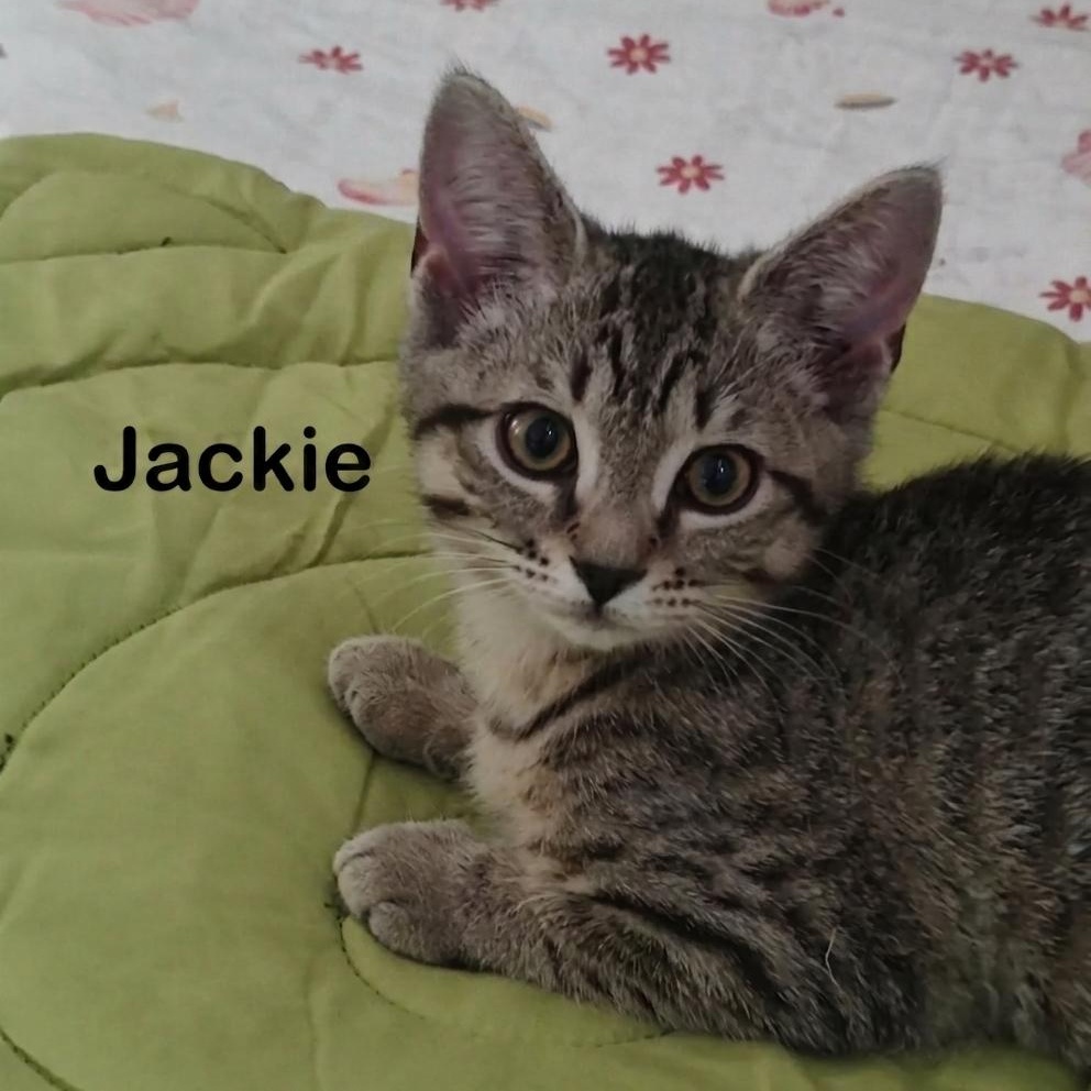 Jackie, ADOPTABLE, Kitten Female Domestic Short Hair.