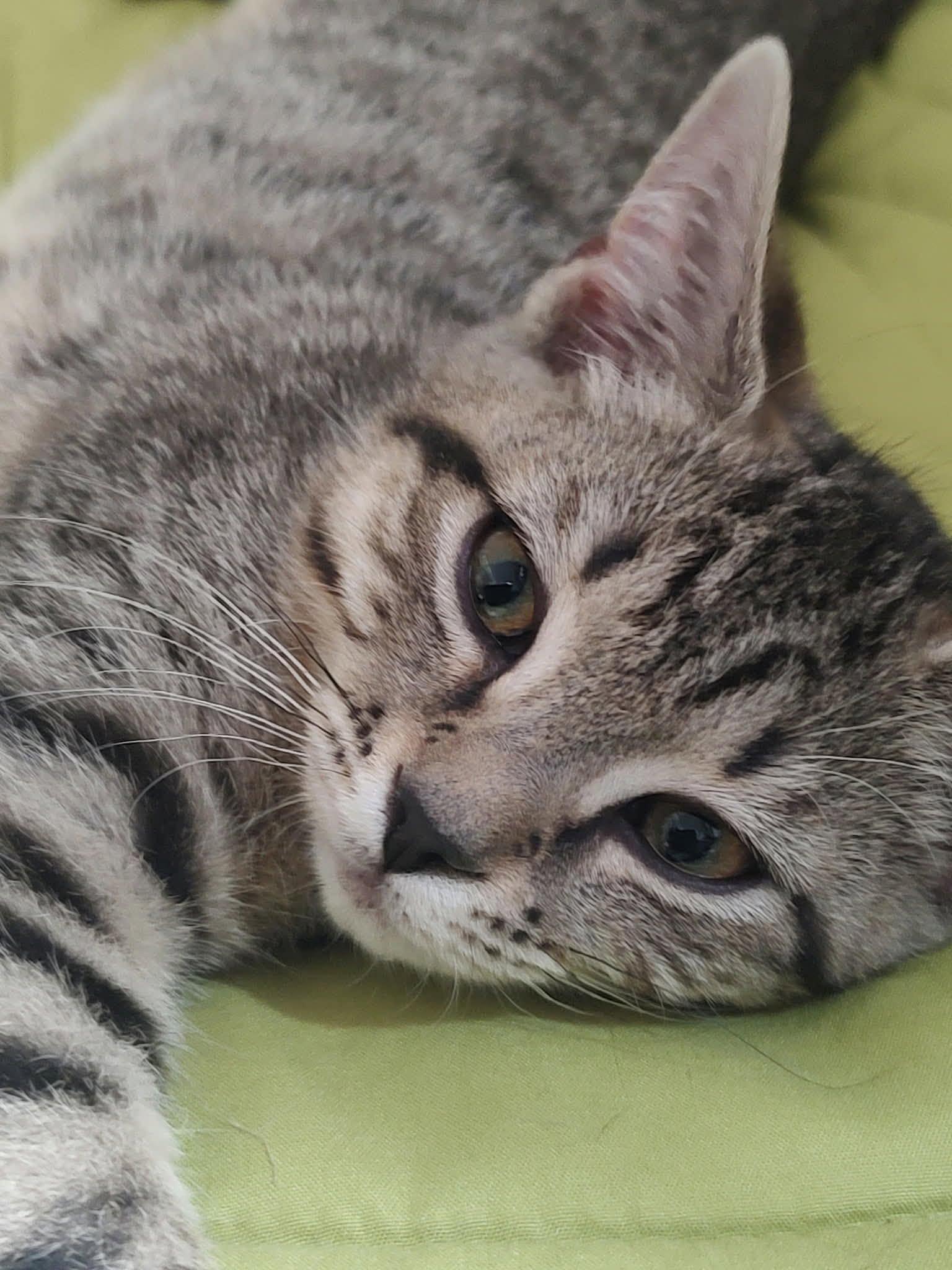 Enlarge Jackie, a ADOPTABLE Domestic Short Hair in Lynchburg, VA image 2/5