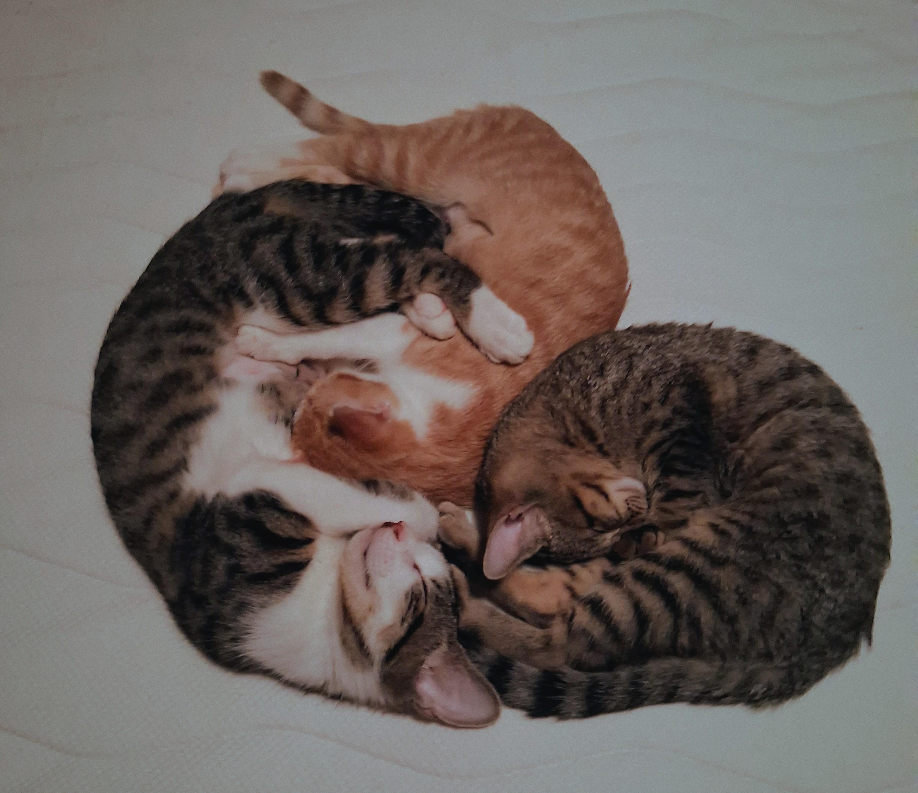 Enlarge Jackie, a ADOPTABLE Domestic Short Hair in Lynchburg, VA image 5/5