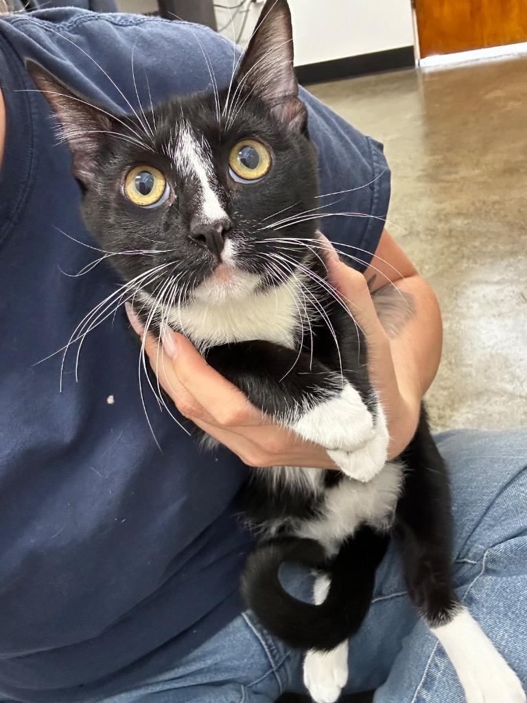 Jakob, Adoptable, Young Male Domestic Short Hair.