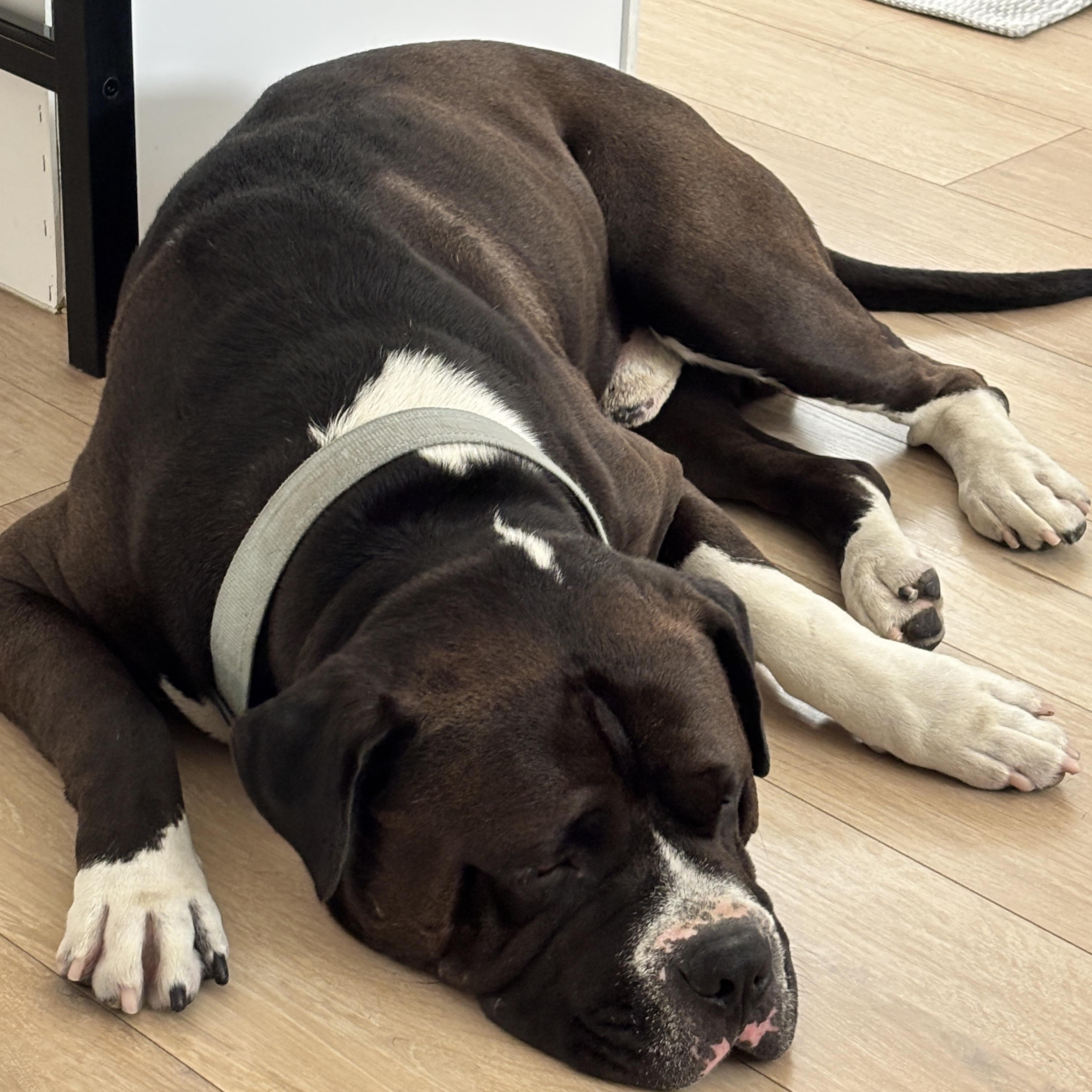 Roy, a Adoptable American Bully in Riverside, CA image 6/6