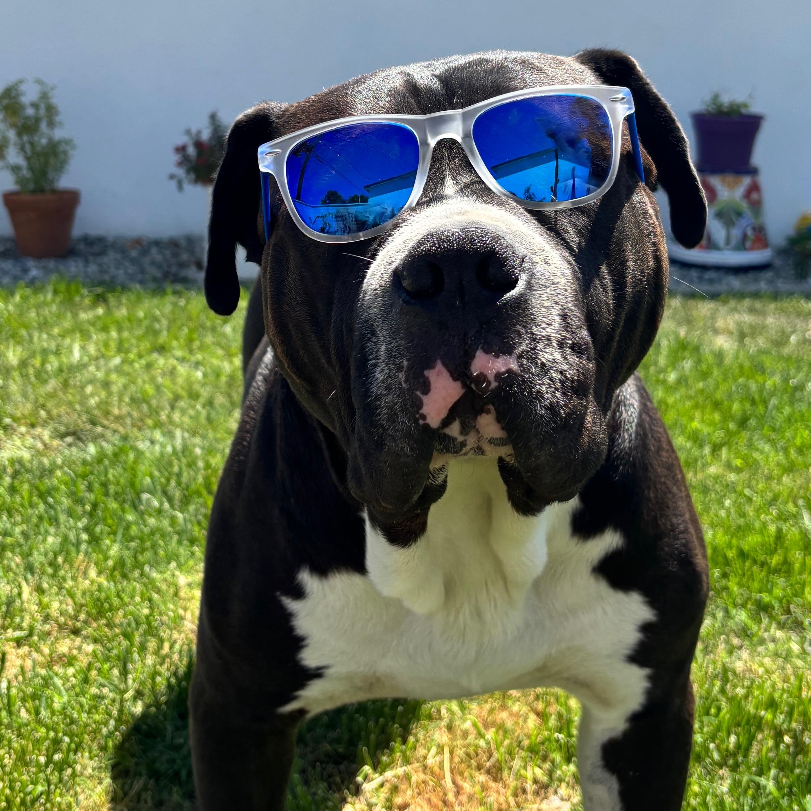 Roy, a Adoptable American Bully in Riverside, CA image 1/6