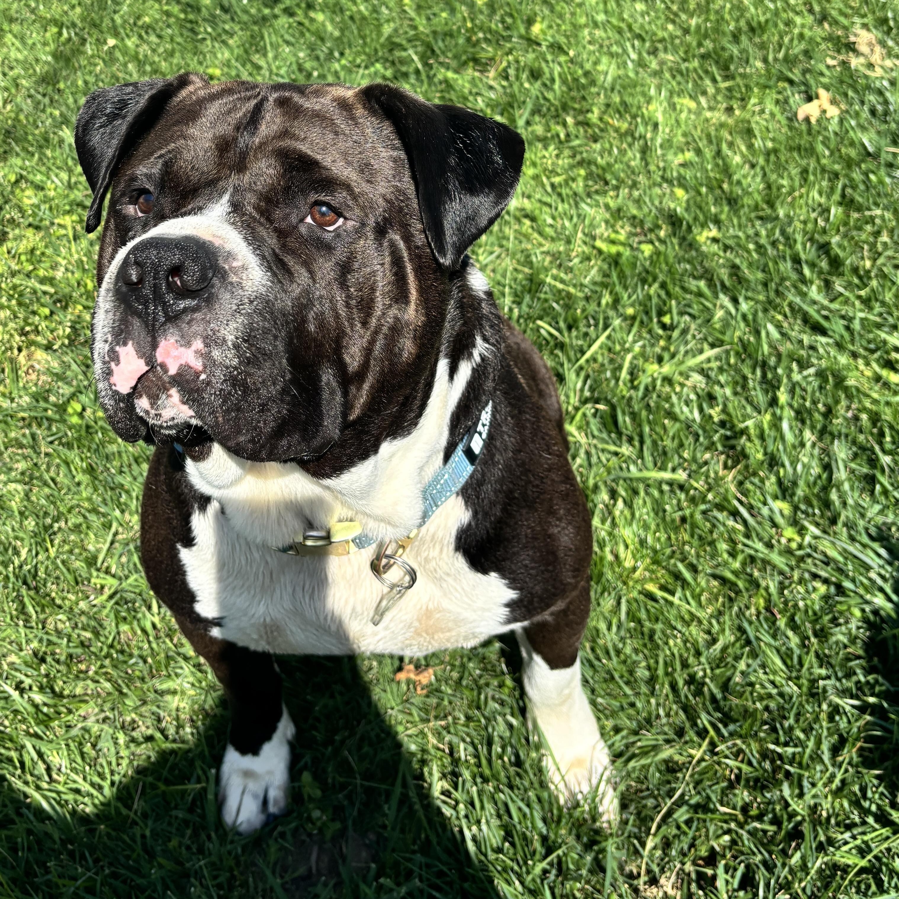 Roy, a Adoptable American Bully in Riverside, CA image 4/6
