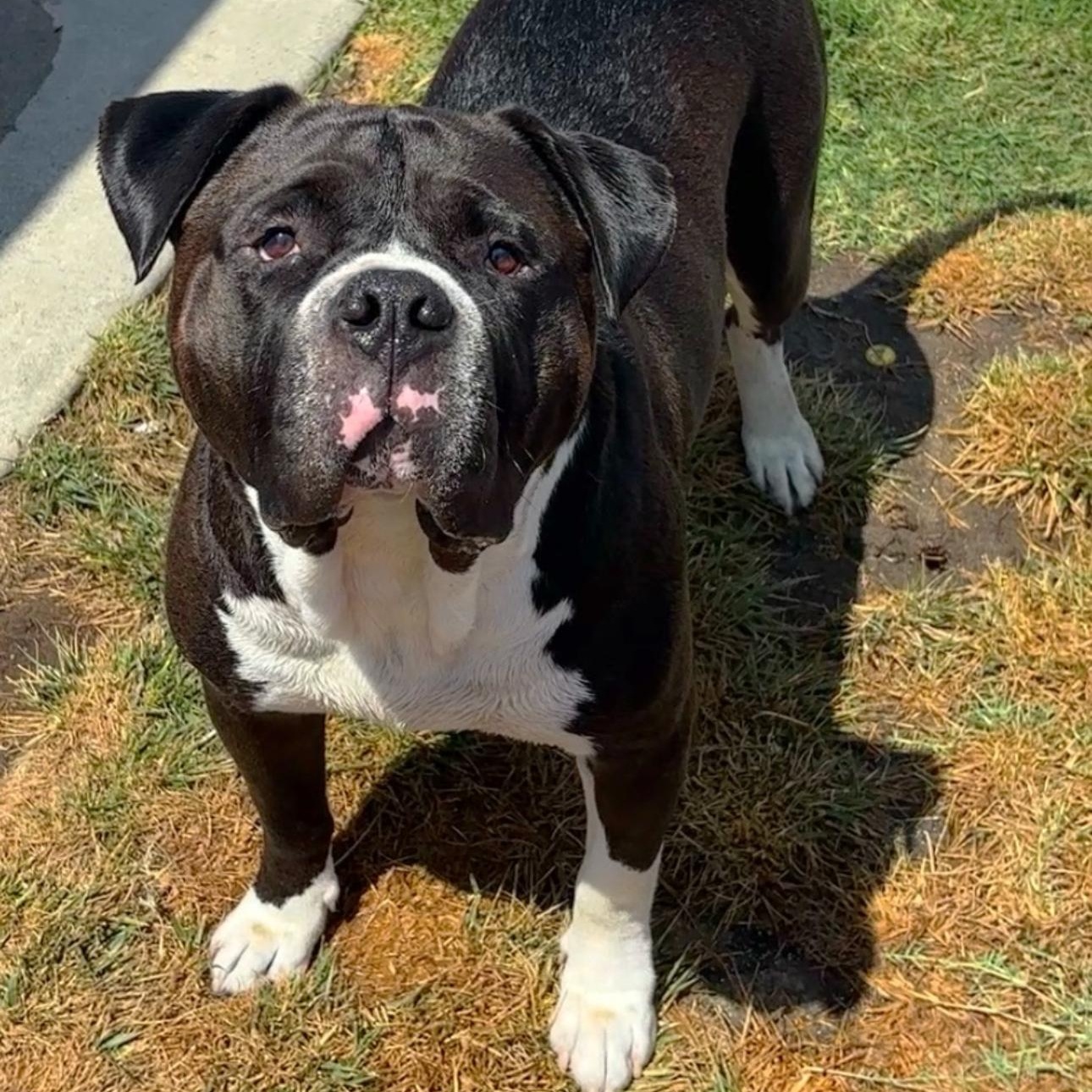Roy, a Adoptable American Bully in Riverside, CA image 3/6
