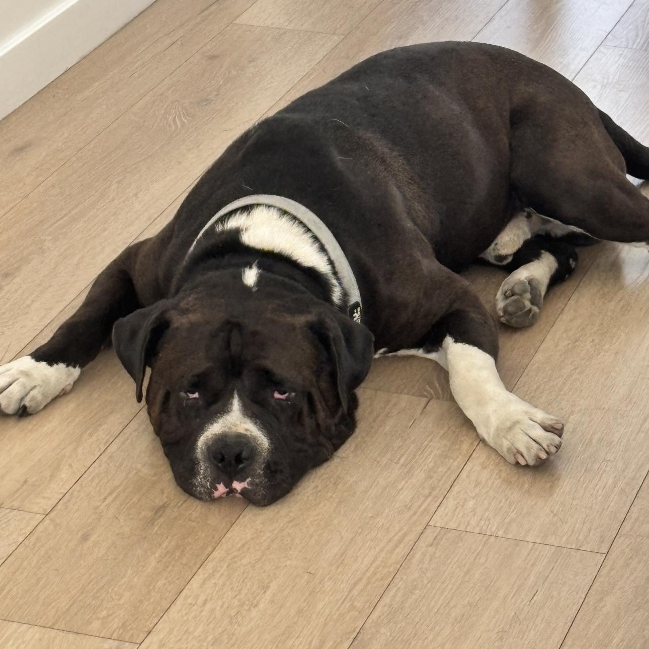 Roy, a Adoptable American Bully in Riverside, CA image 5/6