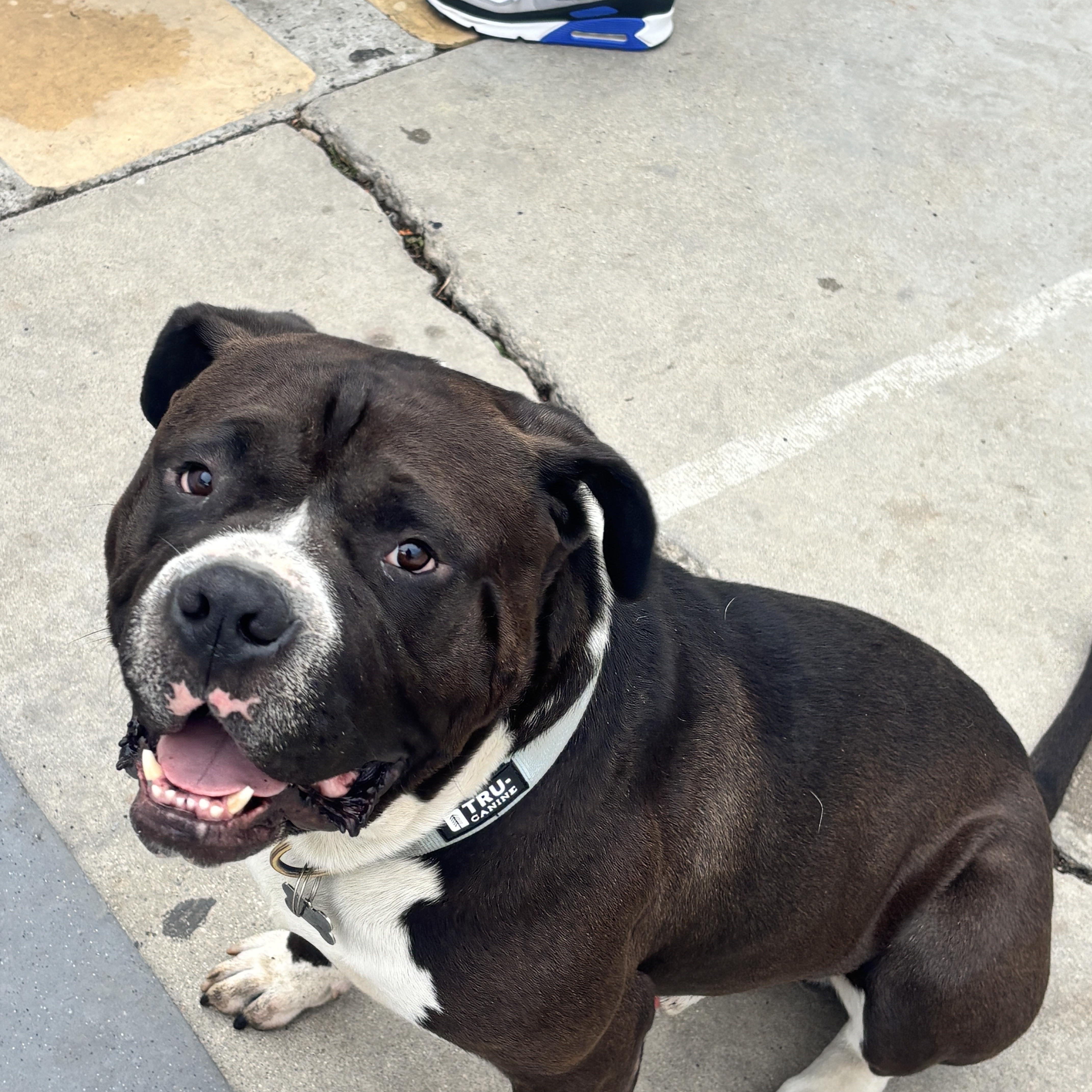 Roy, a Adoptable American Bully in Riverside, CA image 2/6