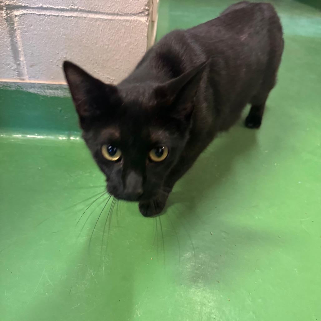 Lucy Wilde, Adoptable, Young Female Domestic Short Hair.