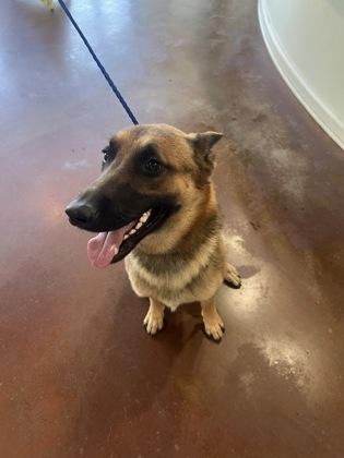 Saba, Adoptable, Puppy Male Belgian Shepherd / Malinois.
