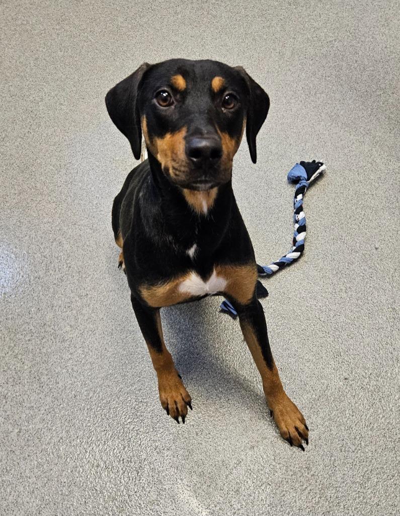 Hailey Jo, Adoptable, Young Female Hound.