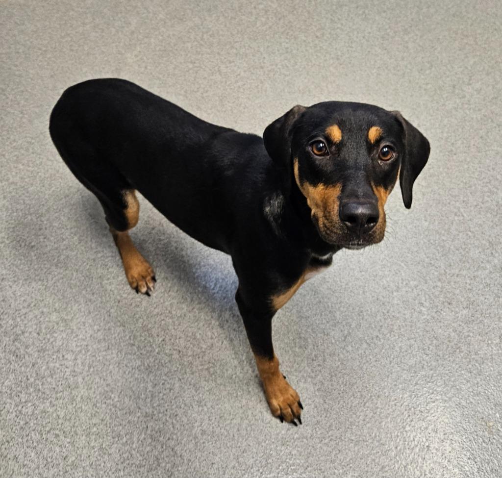 Hailey Jo, a Adoptable mixed breed in Bloomington, IN image 2/6