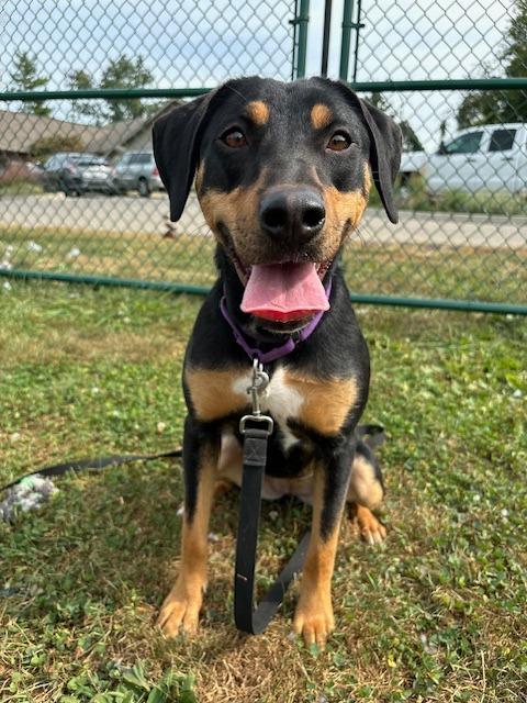 Hailey Jo, a Adoptable mixed breed in Bloomington, IN image 3/6