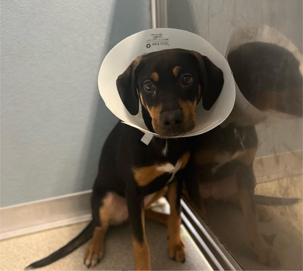 Hailey Jo, a Adoptable mixed breed in Bloomington, IN image 6/6