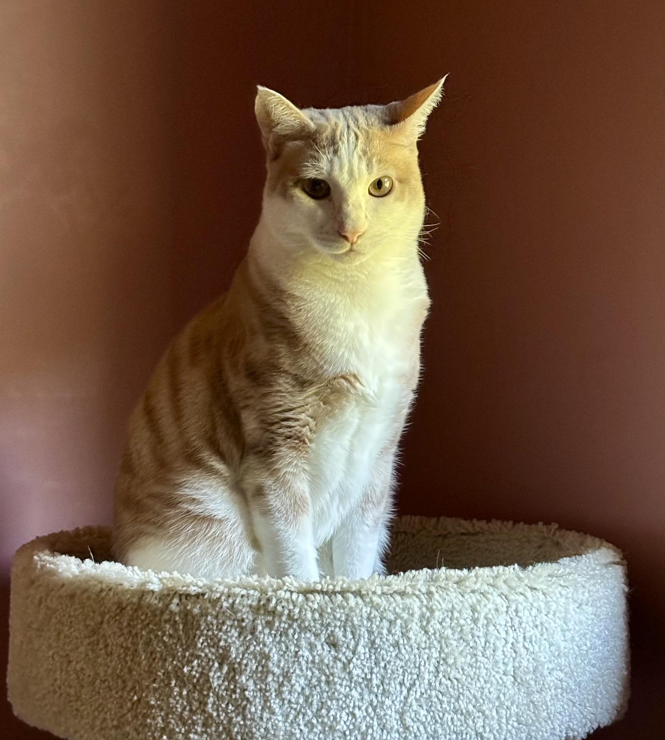 Enlarge Poe, a Adoptable Domestic Short Hair in Groveland, MA image 2/6