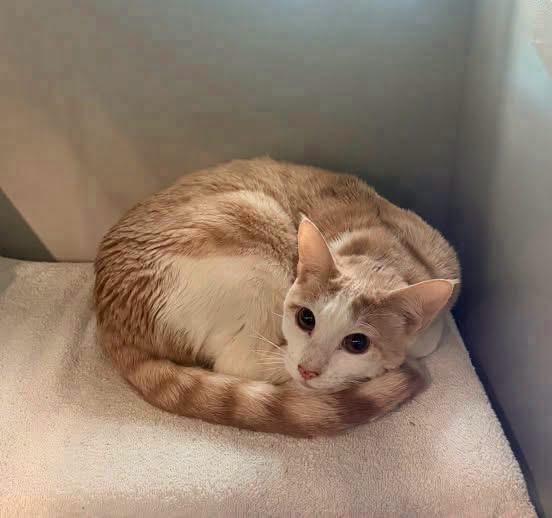 Enlarge Poe, a Adoptable Domestic Short Hair in Groveland, MA image 6/6