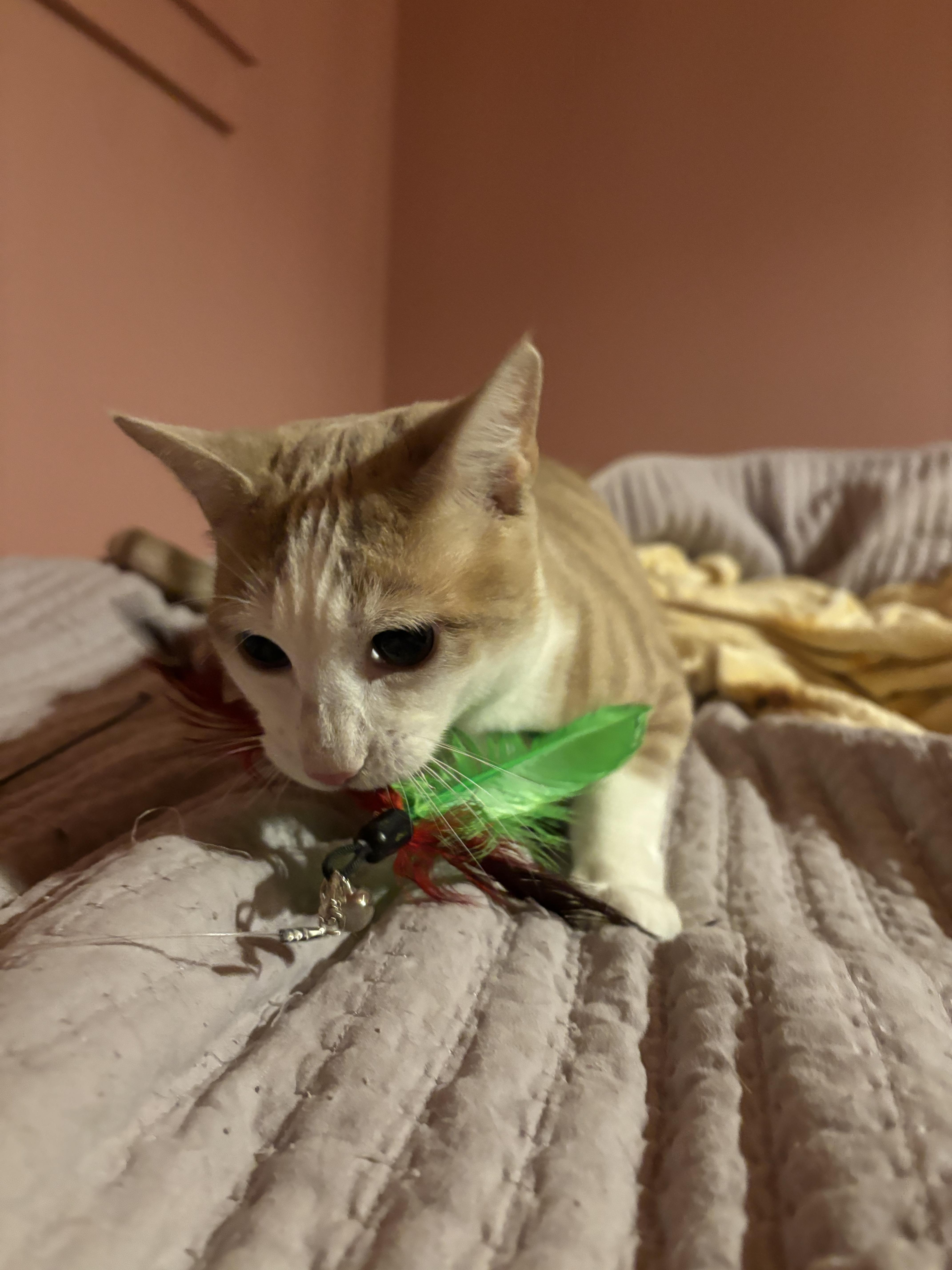 Enlarge Poe, a Adoptable Domestic Short Hair in Groveland, MA image 3/6