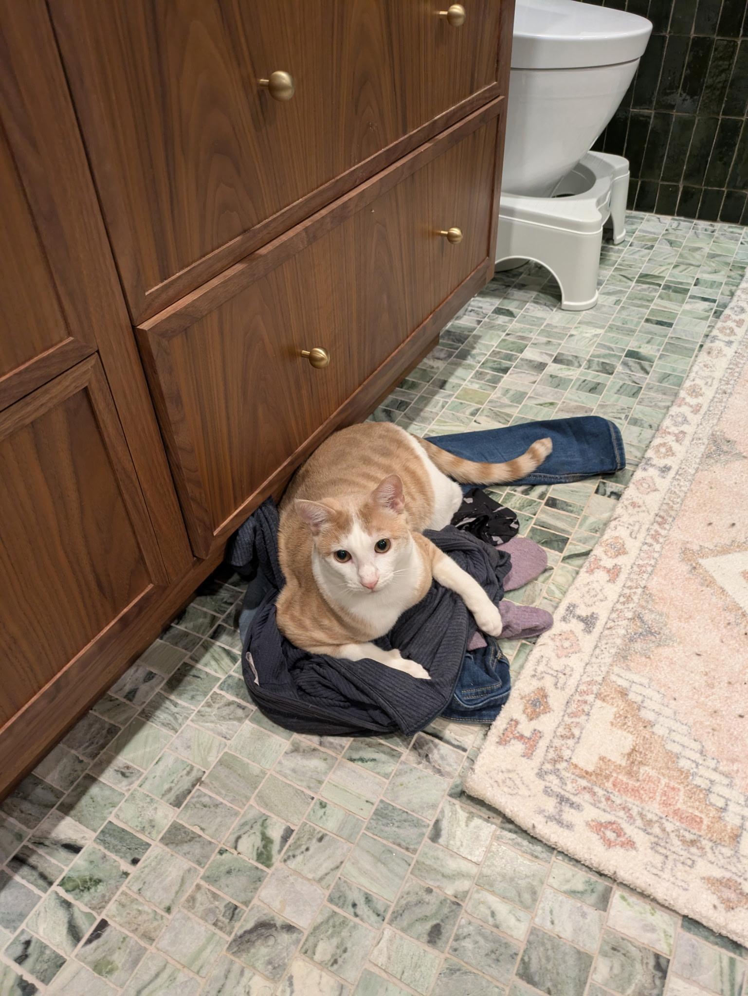 Enlarge Poe, a Adoptable Domestic Short Hair in Groveland, MA image 4/6