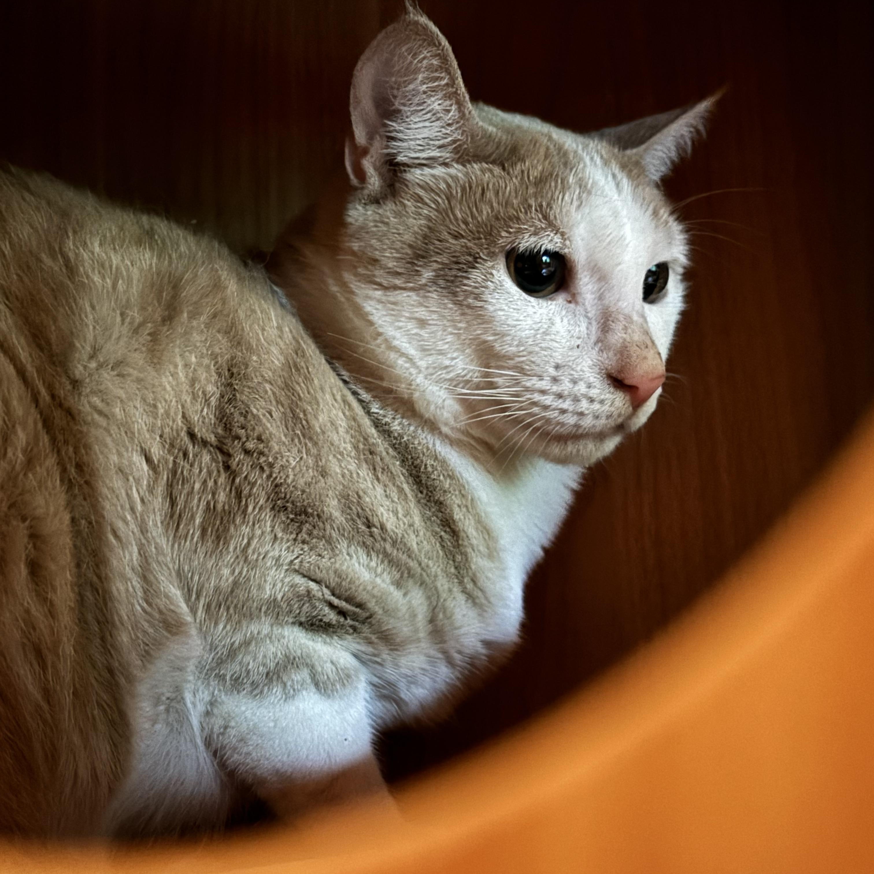 Enlarge Poe, a Adoptable Domestic Short Hair in Groveland, MA image 5/6