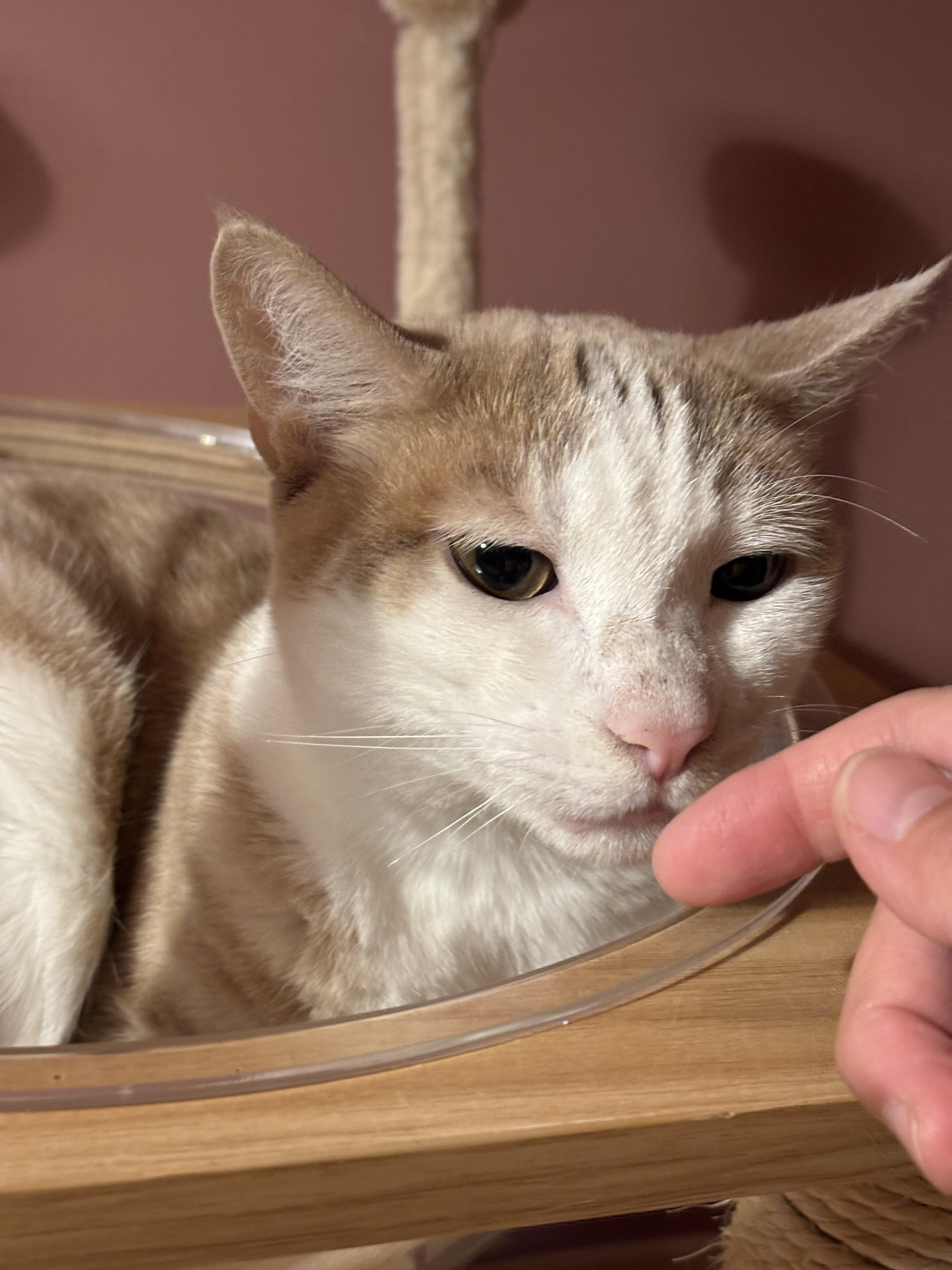 Poe, Adoptable, Young Male Domestic Short Hair.