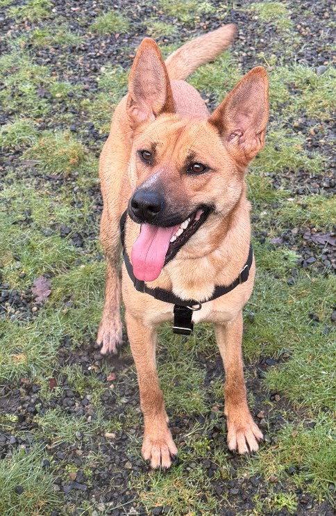 Enlarge Maggie, a Adoptable Belgian Shepherd / Malinois in St. Helens, OR image 1/1
