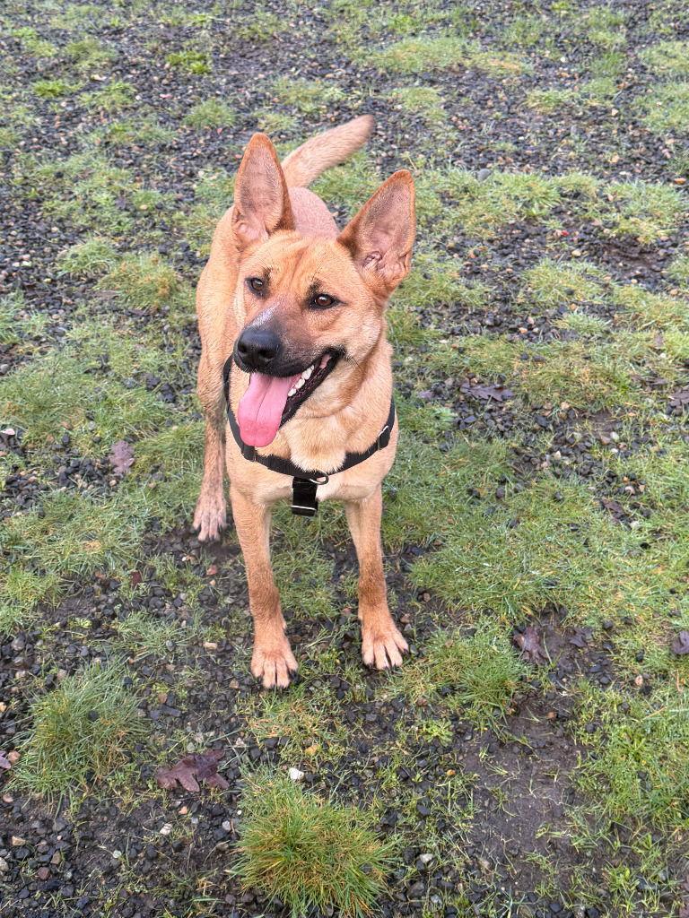 Maggie, Adoptable, Adult Female Belgian Shepherd / Malinois.