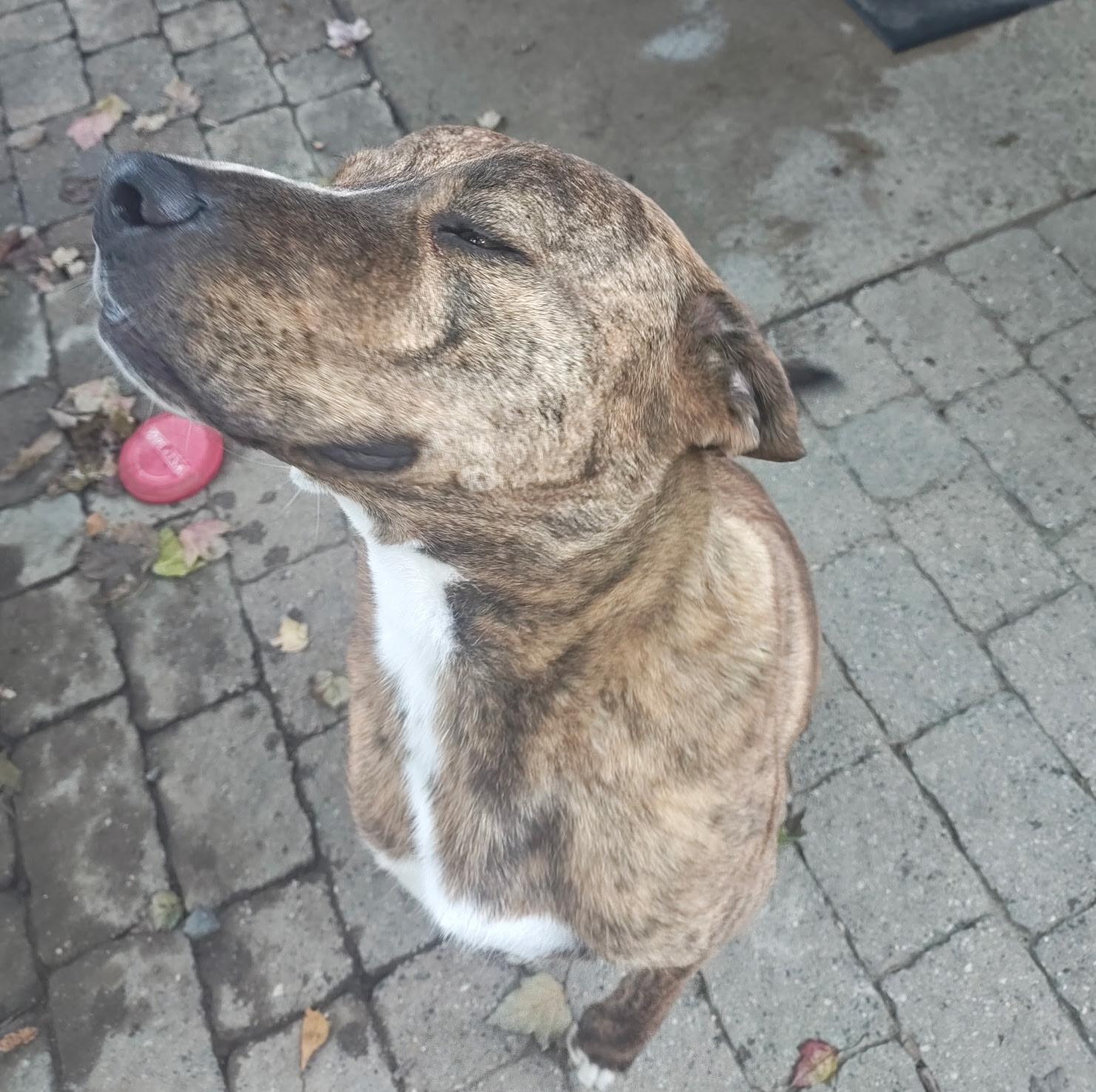 Enlarge Kevin, a Adoptable mixed breed in Toms River, NJ image 1/6